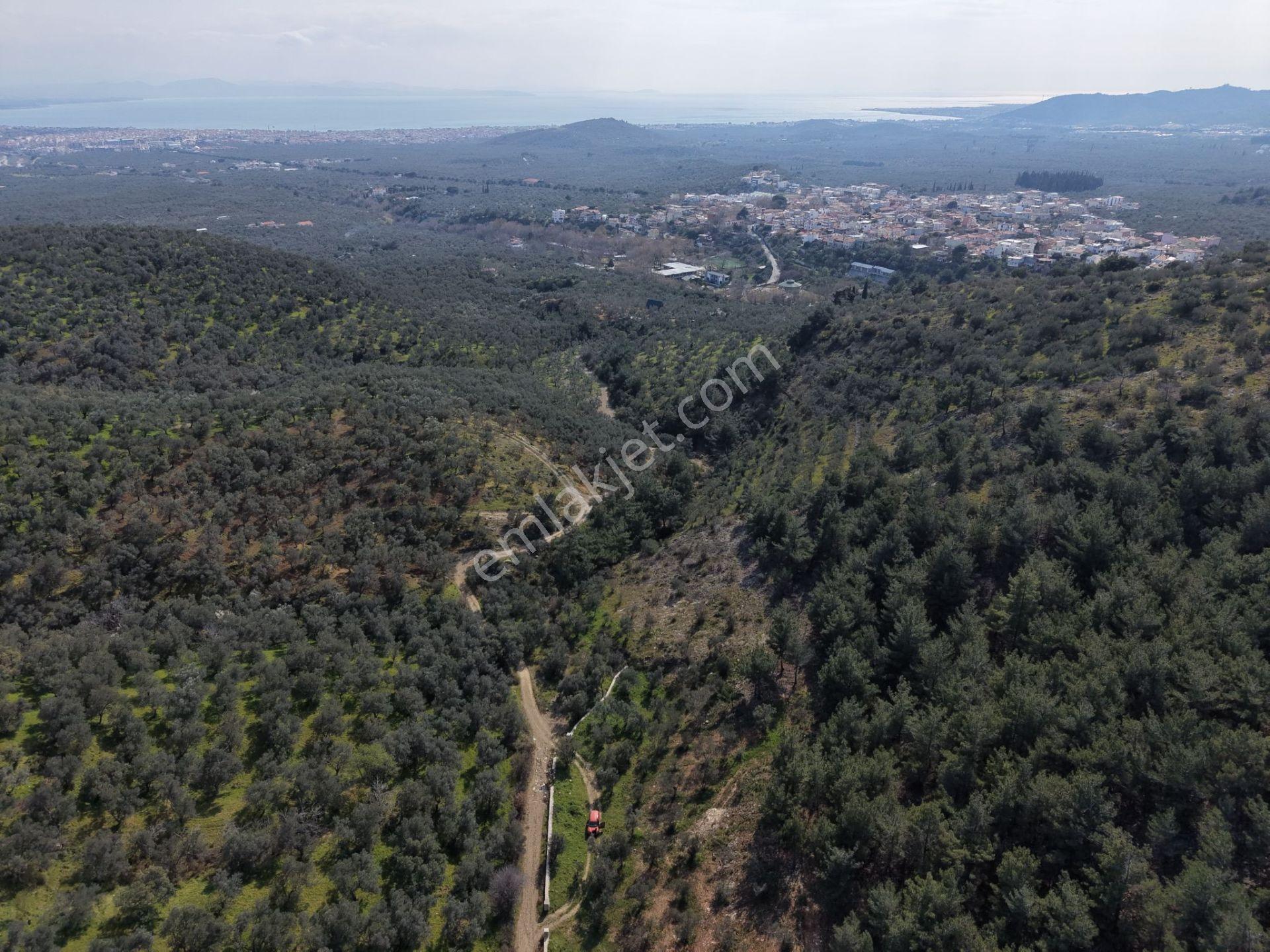 ▀mera Emlaktan Beyoba Köyü Müstakil Tapulu 6.650m2 Zeytinlik - Görsel 32