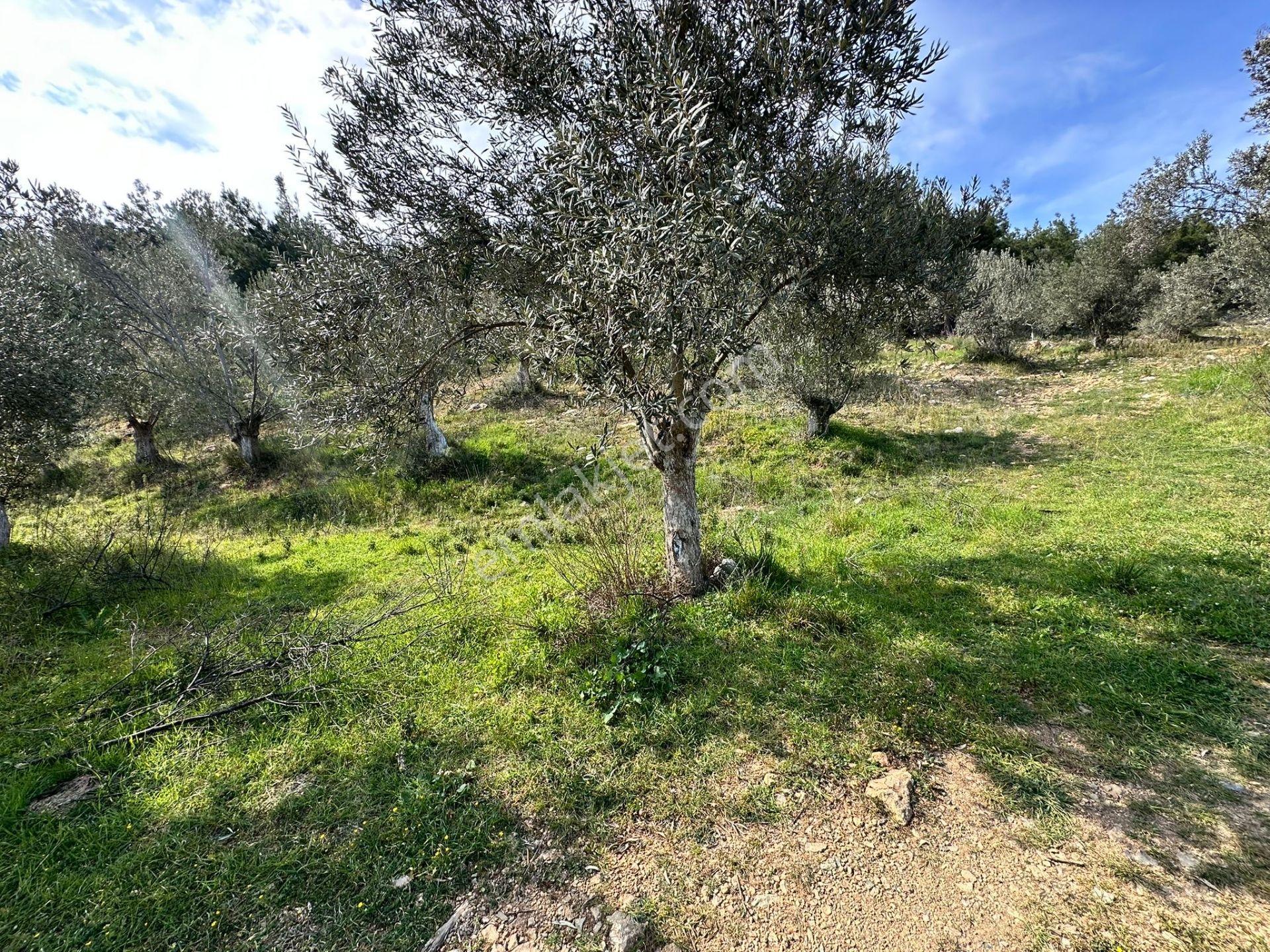 ▀mera Emlaktan Beyoba Köyü Müstakil Tapulu 6.650m2 Zeytinlik - Görsel 23
