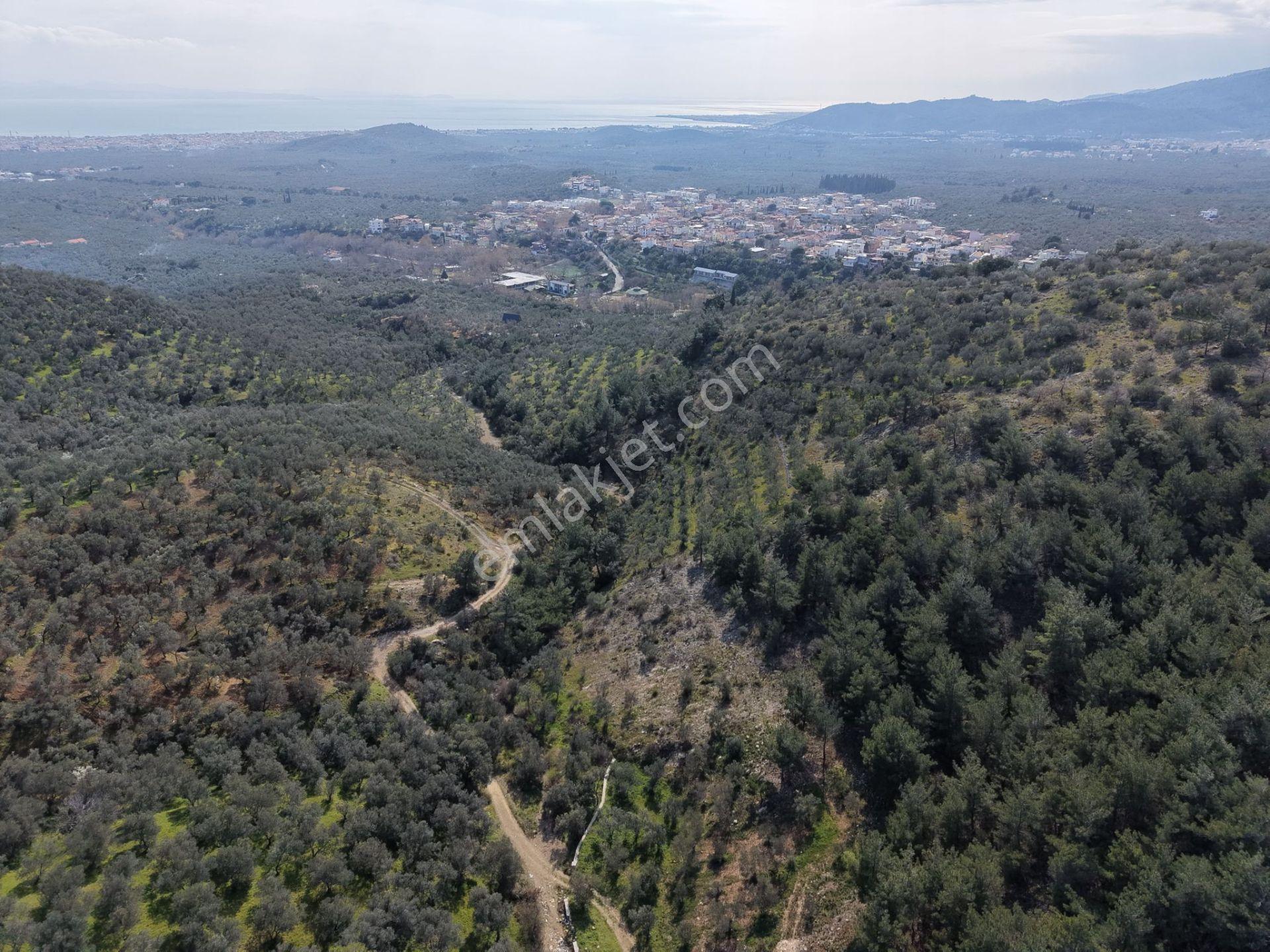 ▀mera Emlaktan Beyoba Köyü Müstakil Tapulu 6.650m2 Zeytinlik - Görsel 10