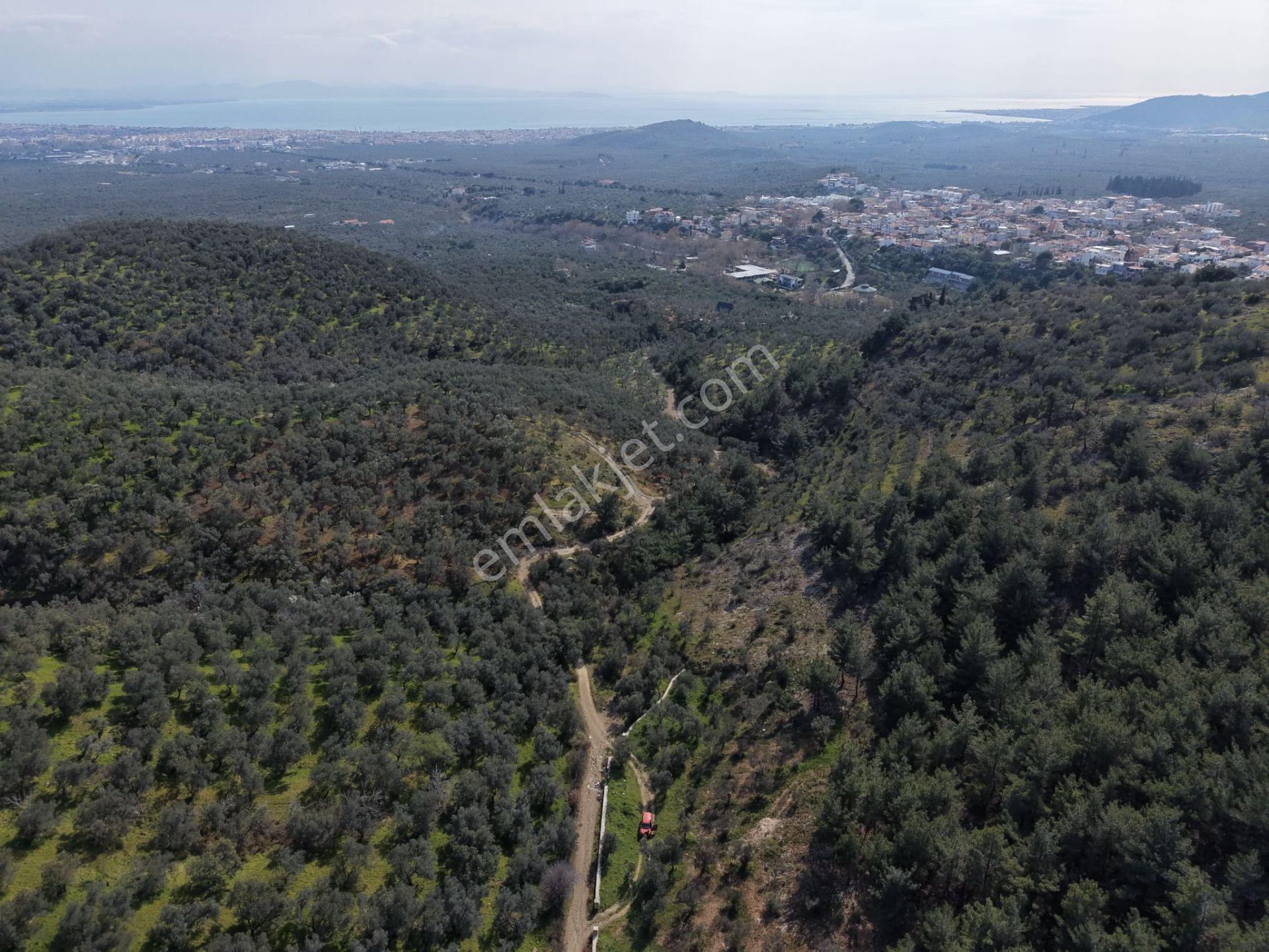 ▀mera Emlaktan Beyoba Köyü Müstakil Tapulu 6.650m2 Zeytinlik - Görsel 31