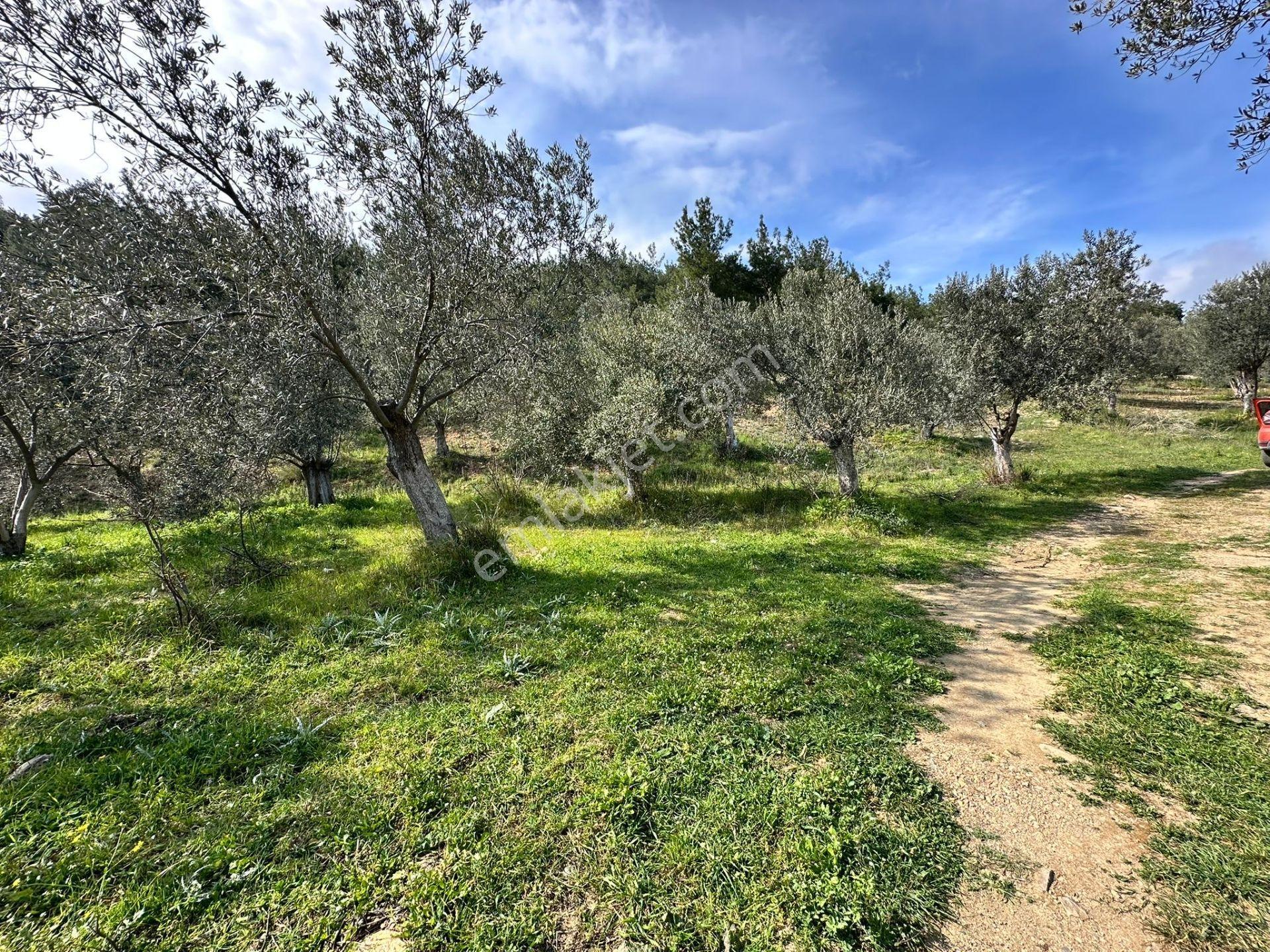 ▀mera Emlaktan Beyoba Köyü Müstakil Tapulu 6.650m2 Zeytinlik - Görsel 25