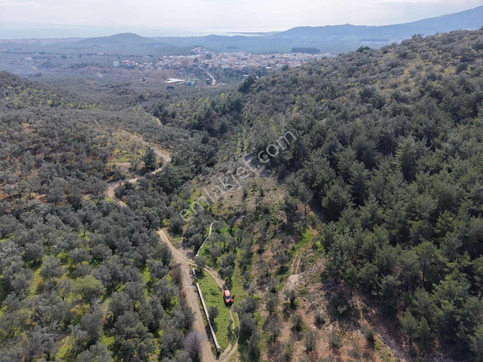 ▀mera Emlaktan Beyoba Köyü Müstakil Tapulu 6.650m2 Zeytinlik - Görsel 29