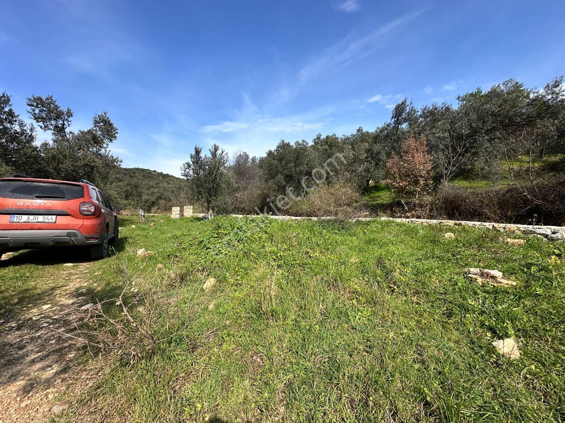 ▀mera Emlaktan Beyoba Köyü Müstakil Tapulu 6.650m2 Zeytinlik - Görsel 13