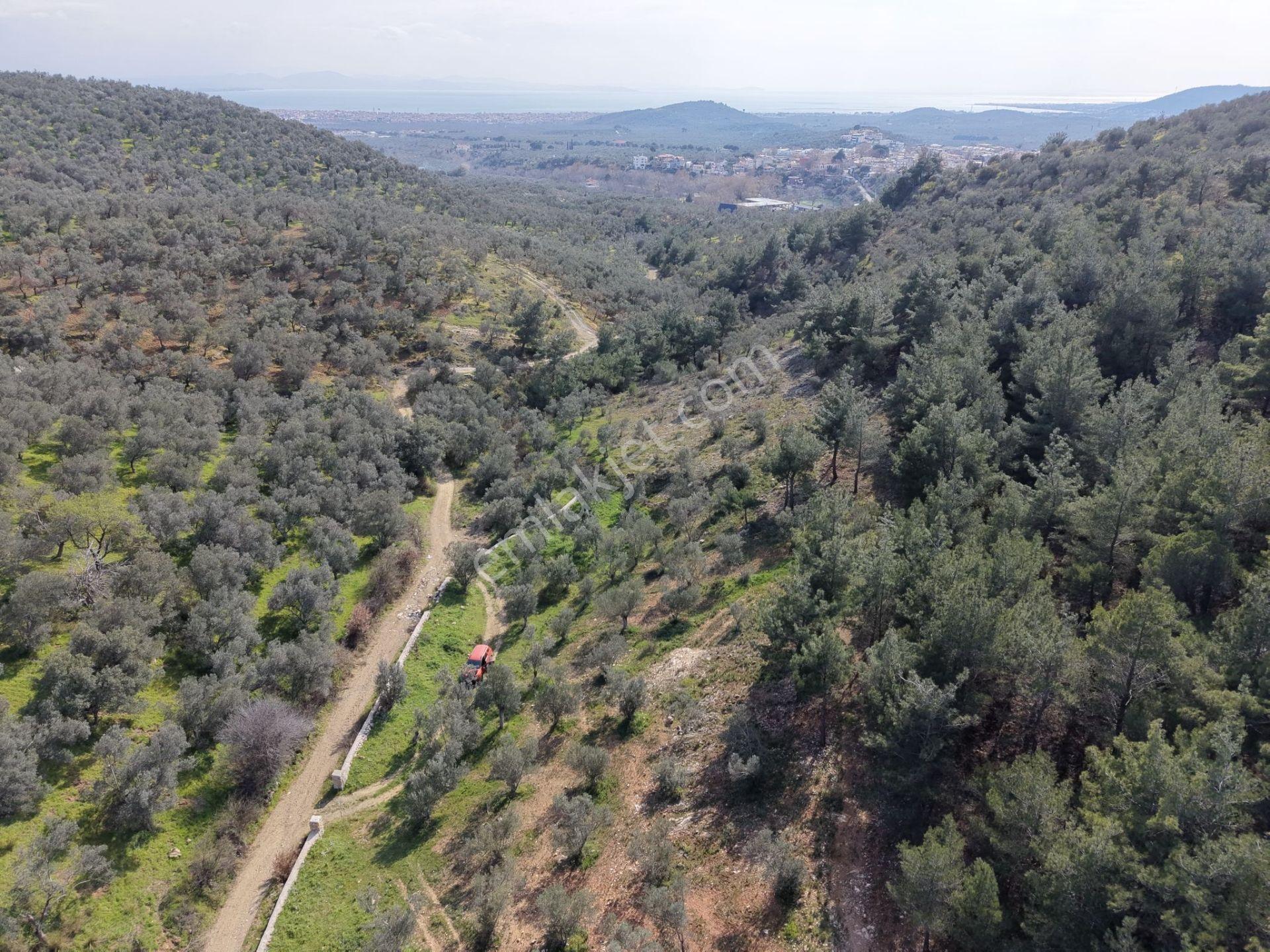▀mera Emlaktan Beyoba Köyü Müstakil Tapulu 6.650m2 Zeytinlik - Görsel 26