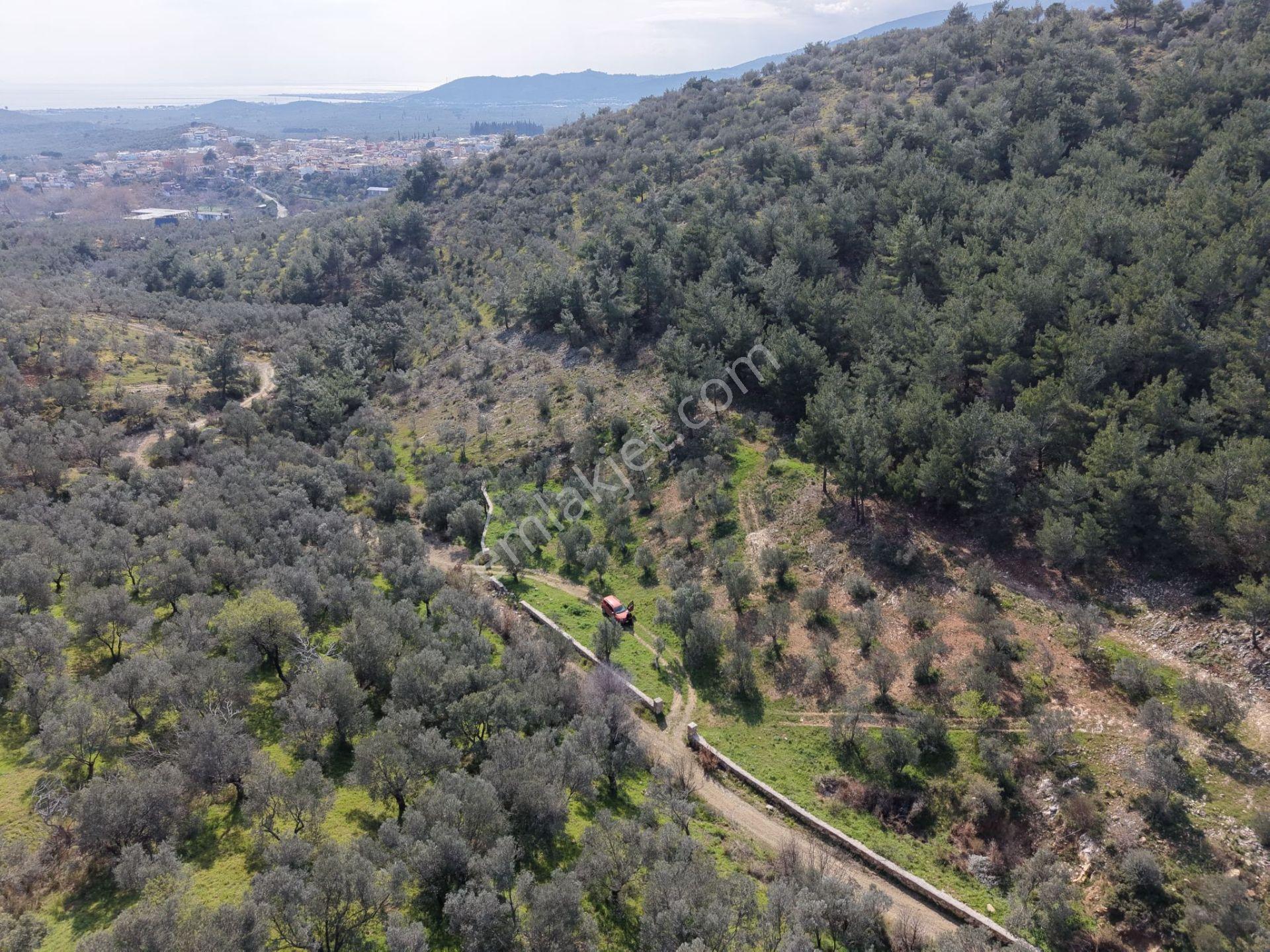▀mera Emlaktan Beyoba Köyü Müstakil Tapulu 6.650m2 Zeytinlik - Görsel 12