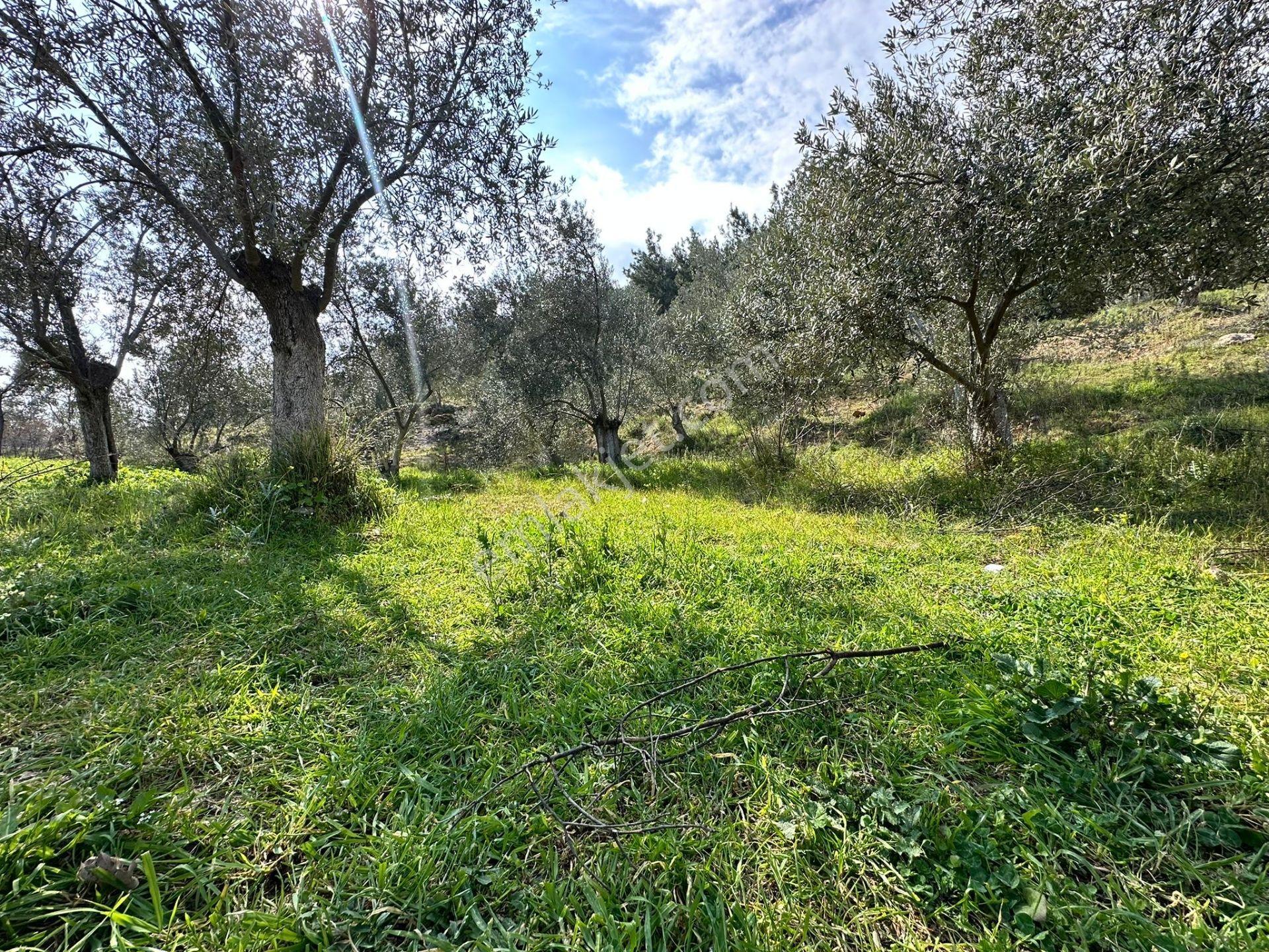 ▀mera Emlaktan Beyoba Köyü Müstakil Tapulu 6.650m2 Zeytinlik - Görsel 15