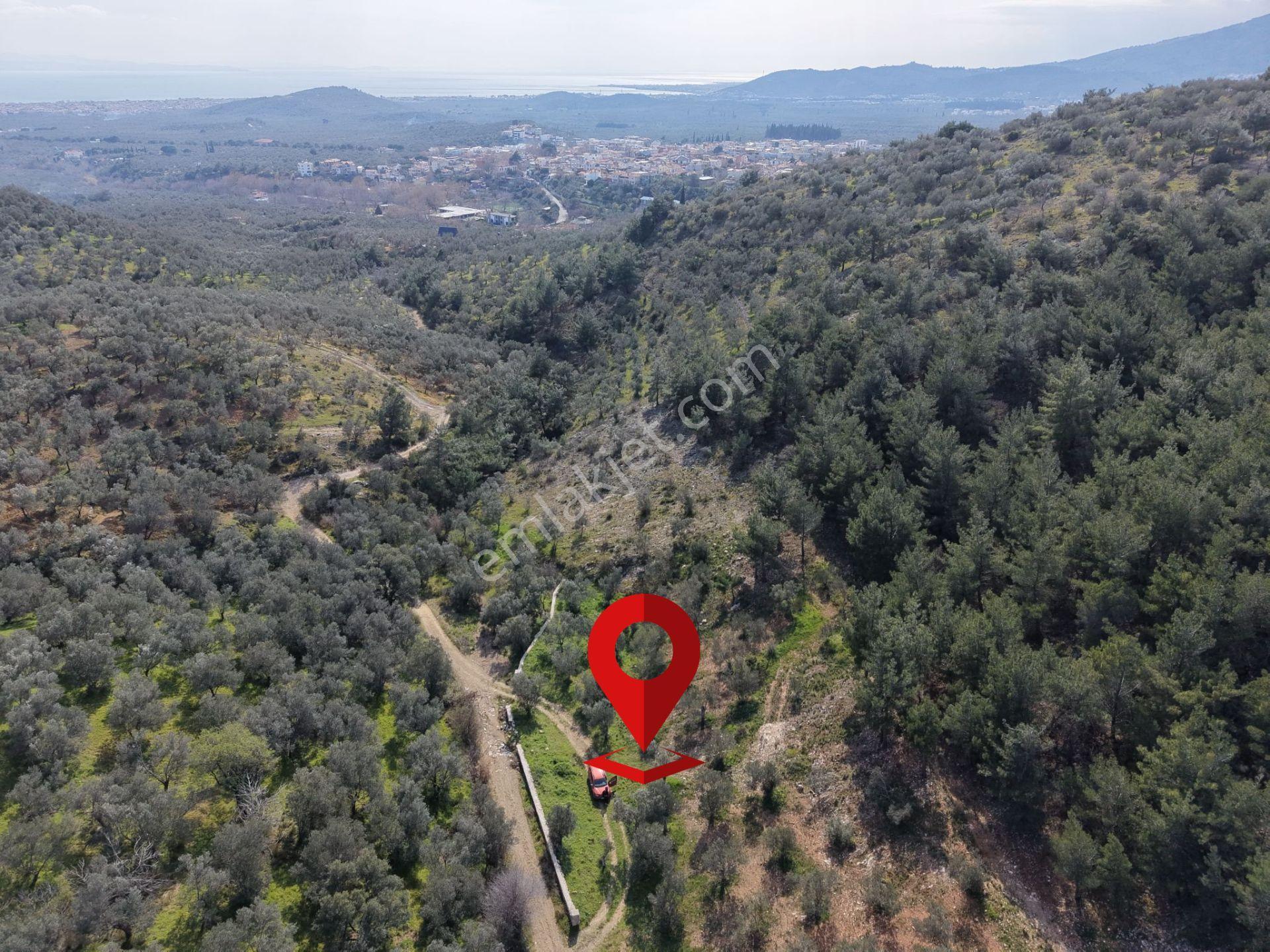 ▀mera Emlaktan Beyoba Köyü Müstakil Tapulu 6.650m2 Zeytinlik