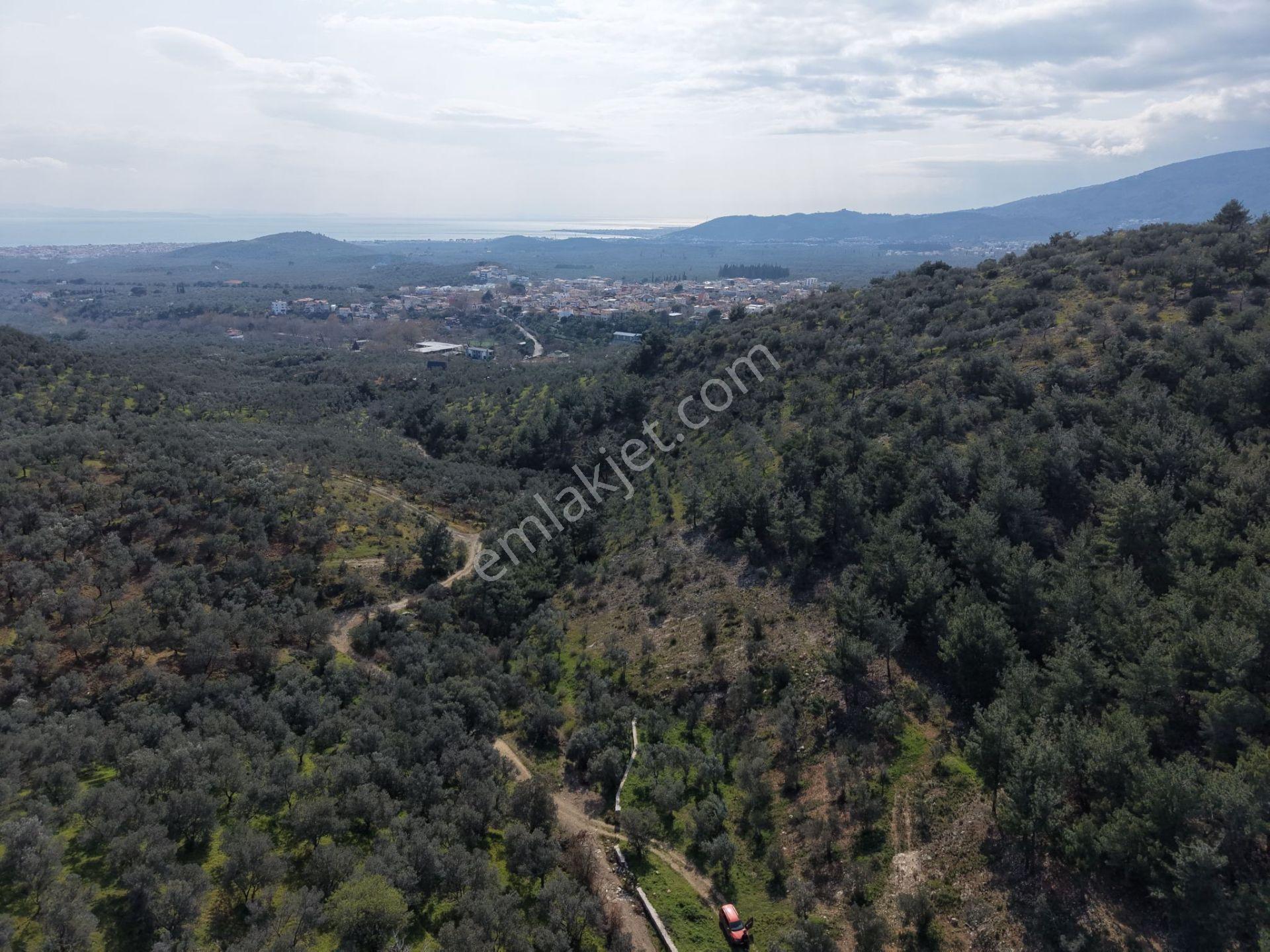 ▀mera Emlaktan Beyoba Köyü Müstakil Tapulu 6.650m2 Zeytinlik - Görsel 14