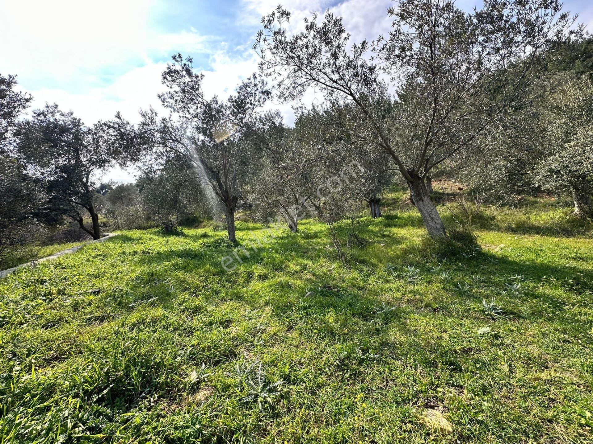 ▀mera Emlaktan Beyoba Köyü Müstakil Tapulu 6.650m2 Zeytinlik - Görsel 8
