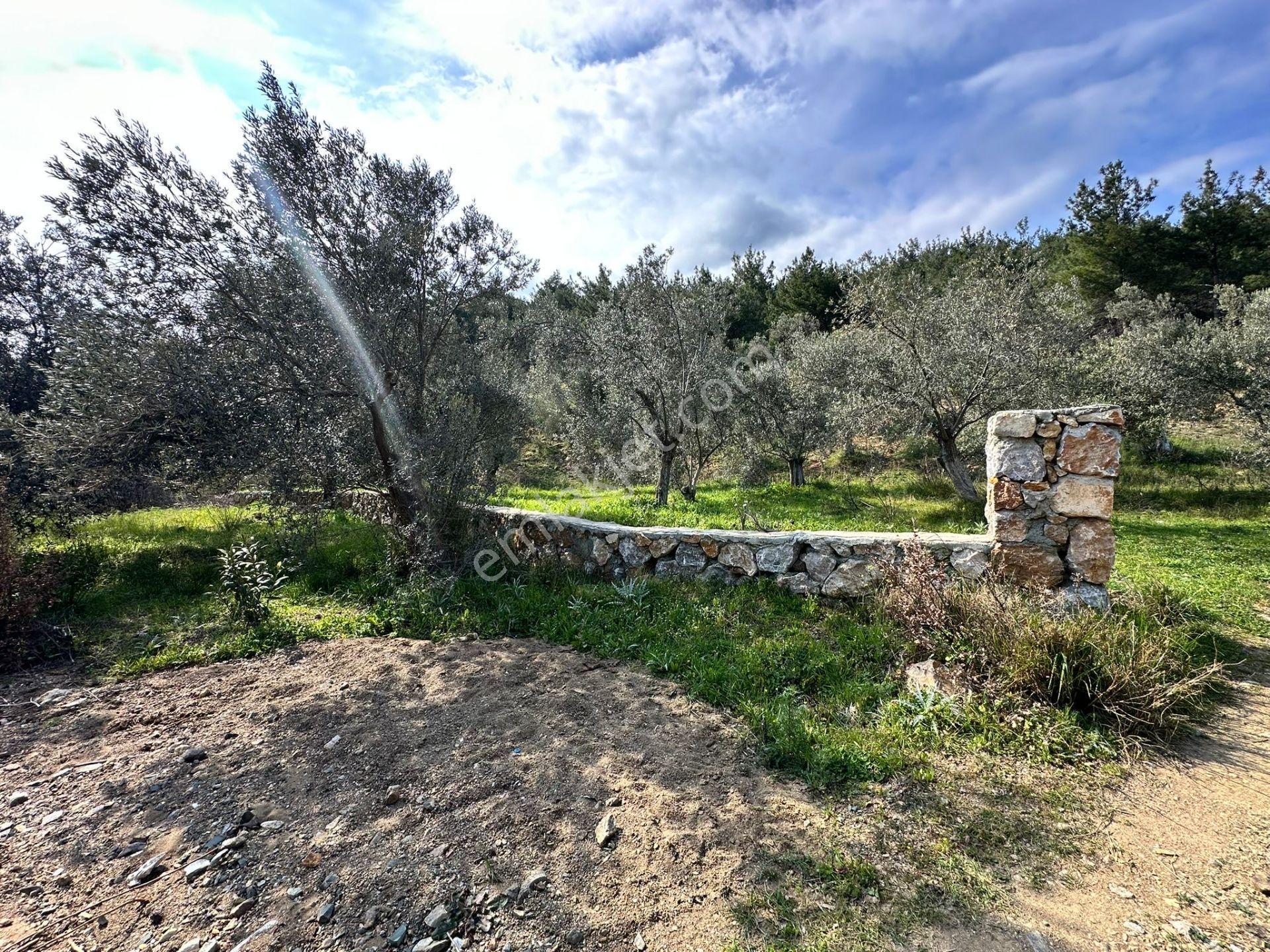 ▀mera Emlaktan Beyoba Köyü Müstakil Tapulu 6.650m2 Zeytinlik - Görsel 20