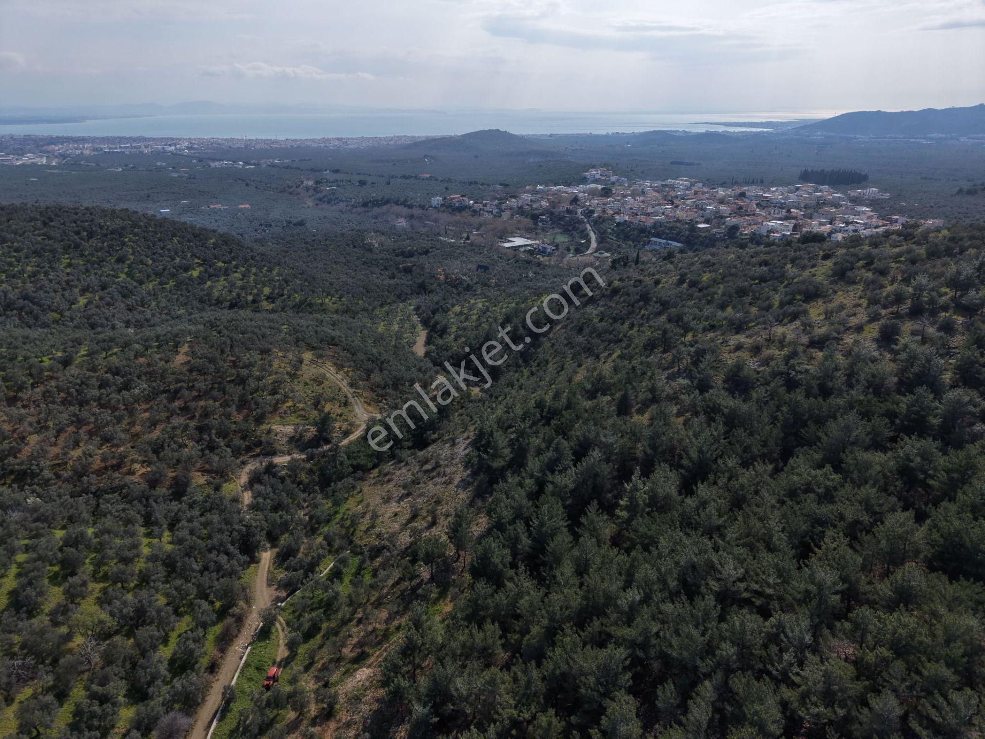 ▀mera Emlaktan Beyoba Köyü Müstakil Tapulu 6.650m2 Zeytinlik - Görsel 21