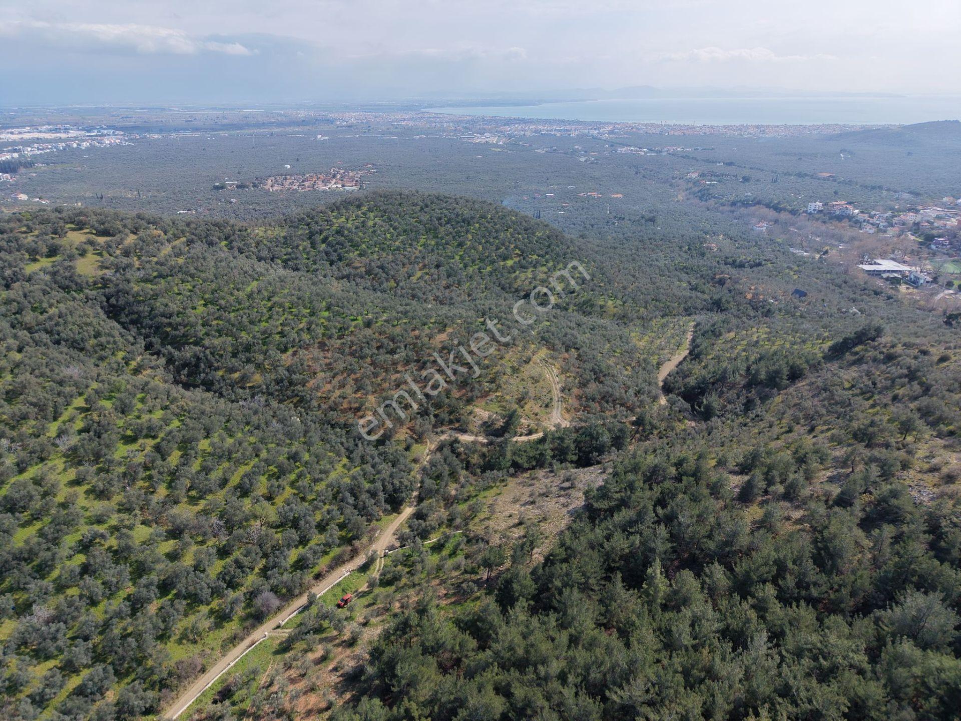▀mera Emlaktan Beyoba Köyü Müstakil Tapulu 6.650m2 Zeytinlik - Görsel 18