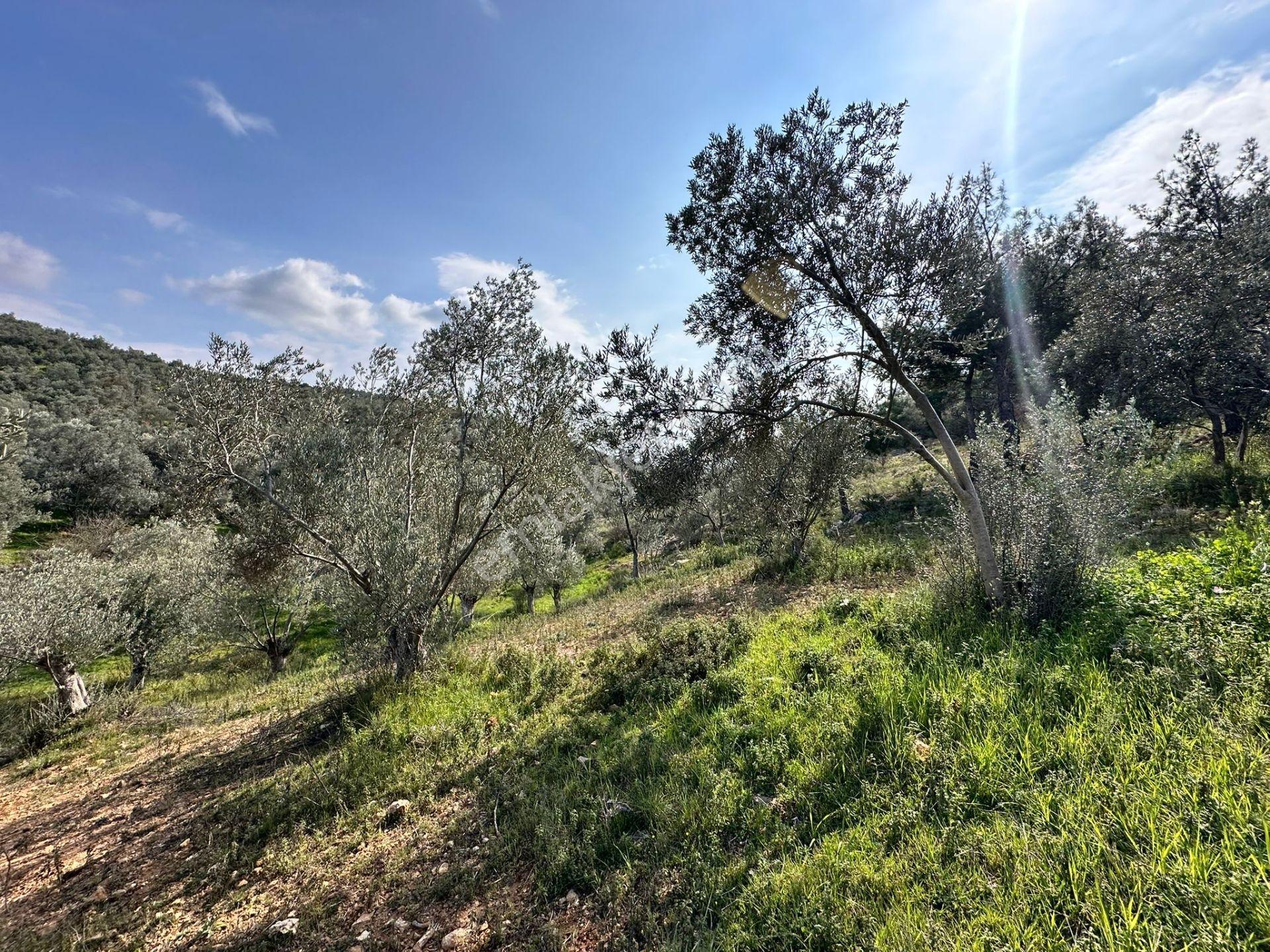 ▀mera Emlaktan Beyoba Köyü Müstakil Tapulu 6.650m2 Zeytinlik - Görsel 11
