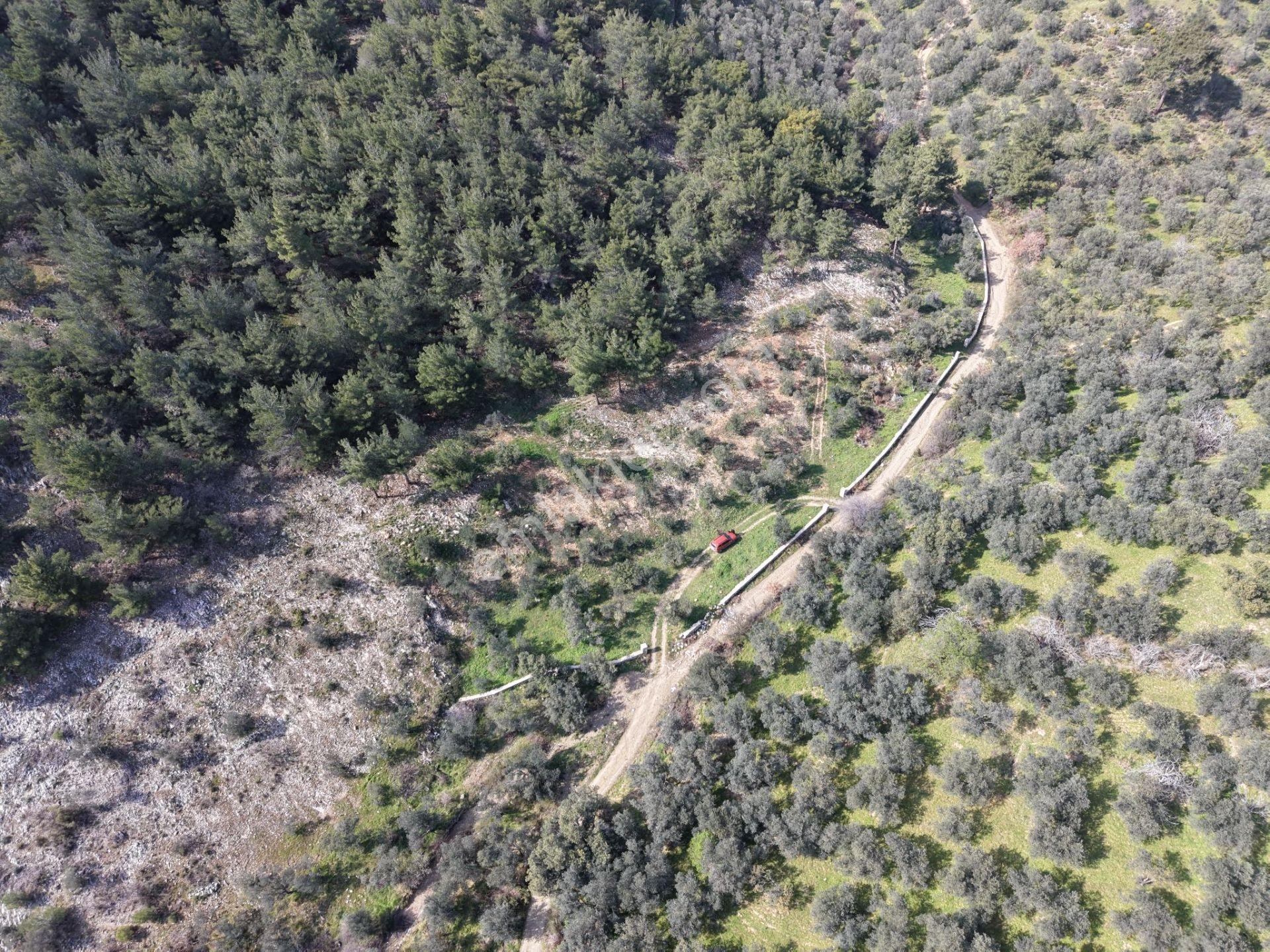 ▀mera Emlaktan Beyoba Köyü Müstakil Tapulu 6.650m2 Zeytinlik - Görsel 6