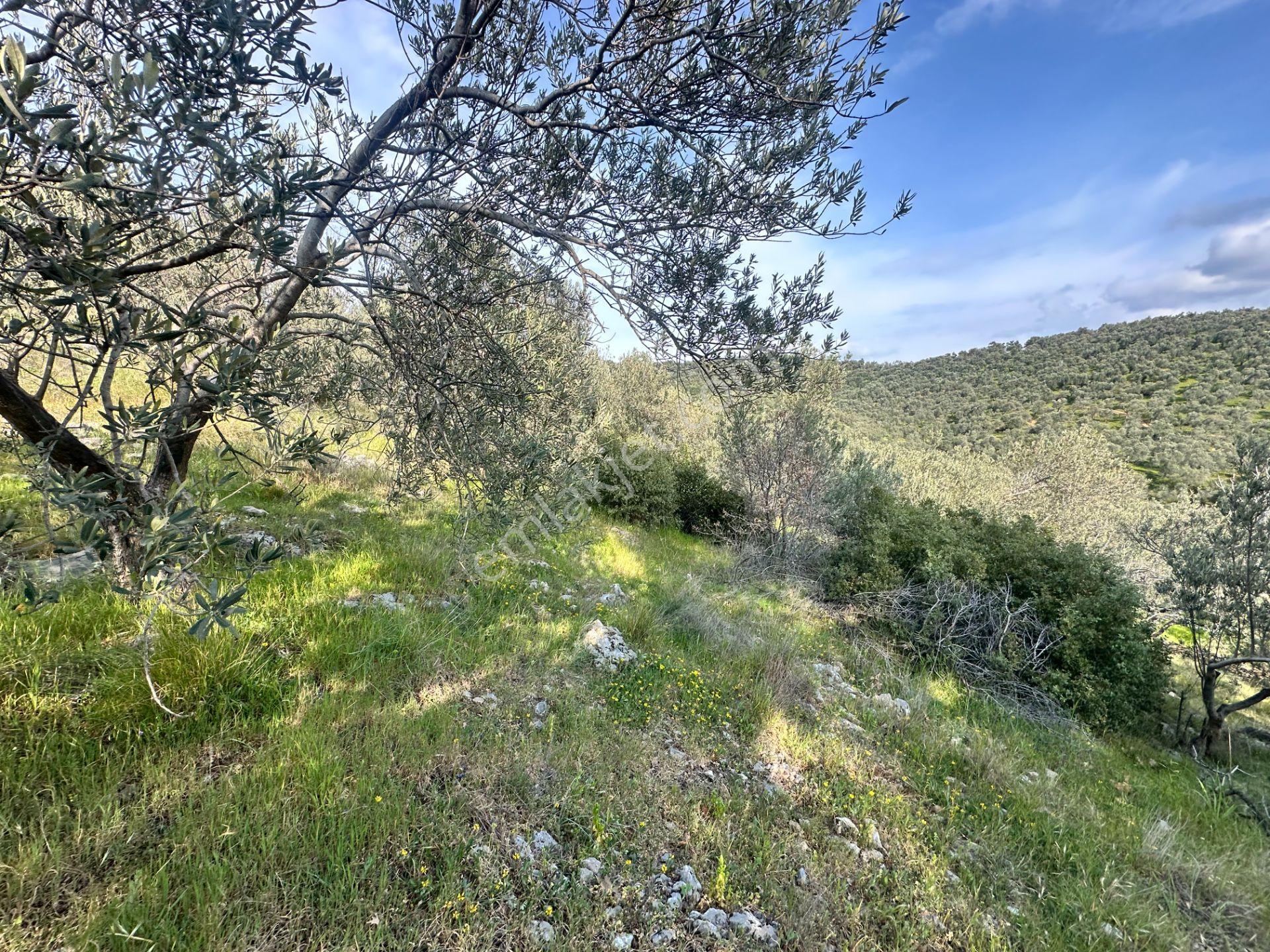 ▀mera Emlaktan Kızılkeçeli Köyü Müstakil 21.000m2 Zeytinlik - Görsel 20