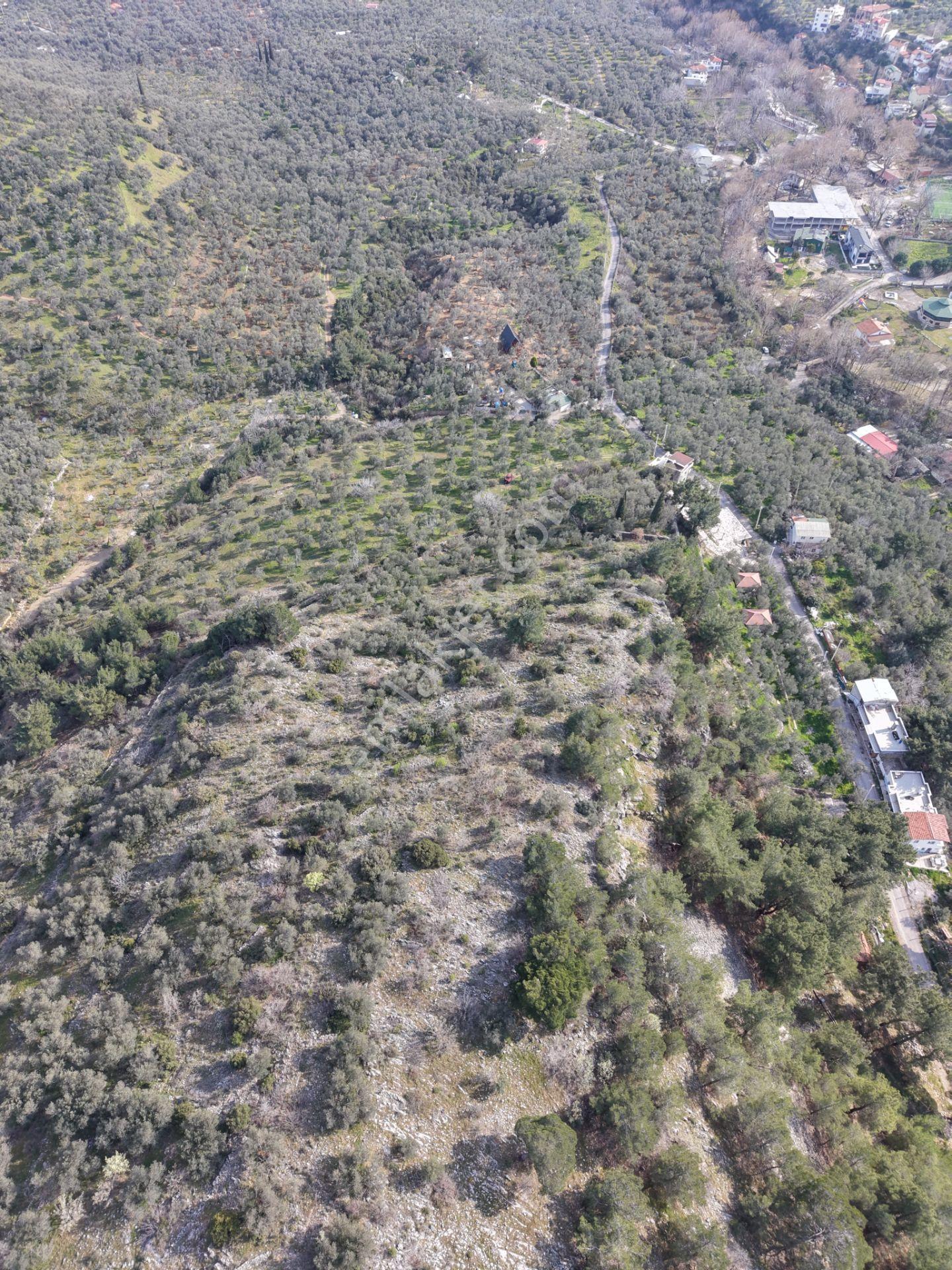 ▀mera Emlaktan Kızılkeçeli Köyü Müstakil 21.000m2 Zeytinlik - Görsel 2