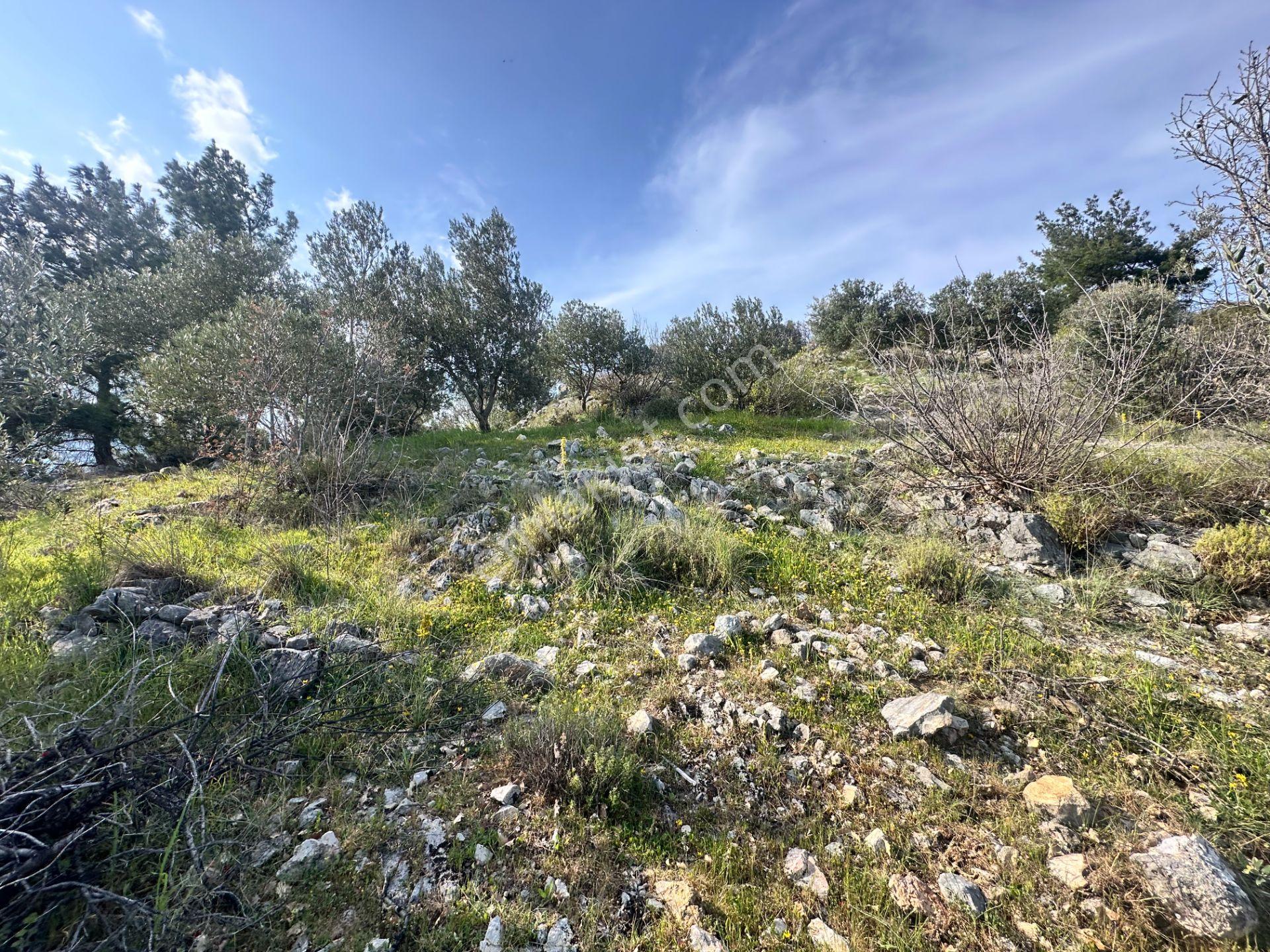 ▀mera Emlaktan Kızılkeçeli Köyü Müstakil 21.000m2 Zeytinlik - Görsel 29