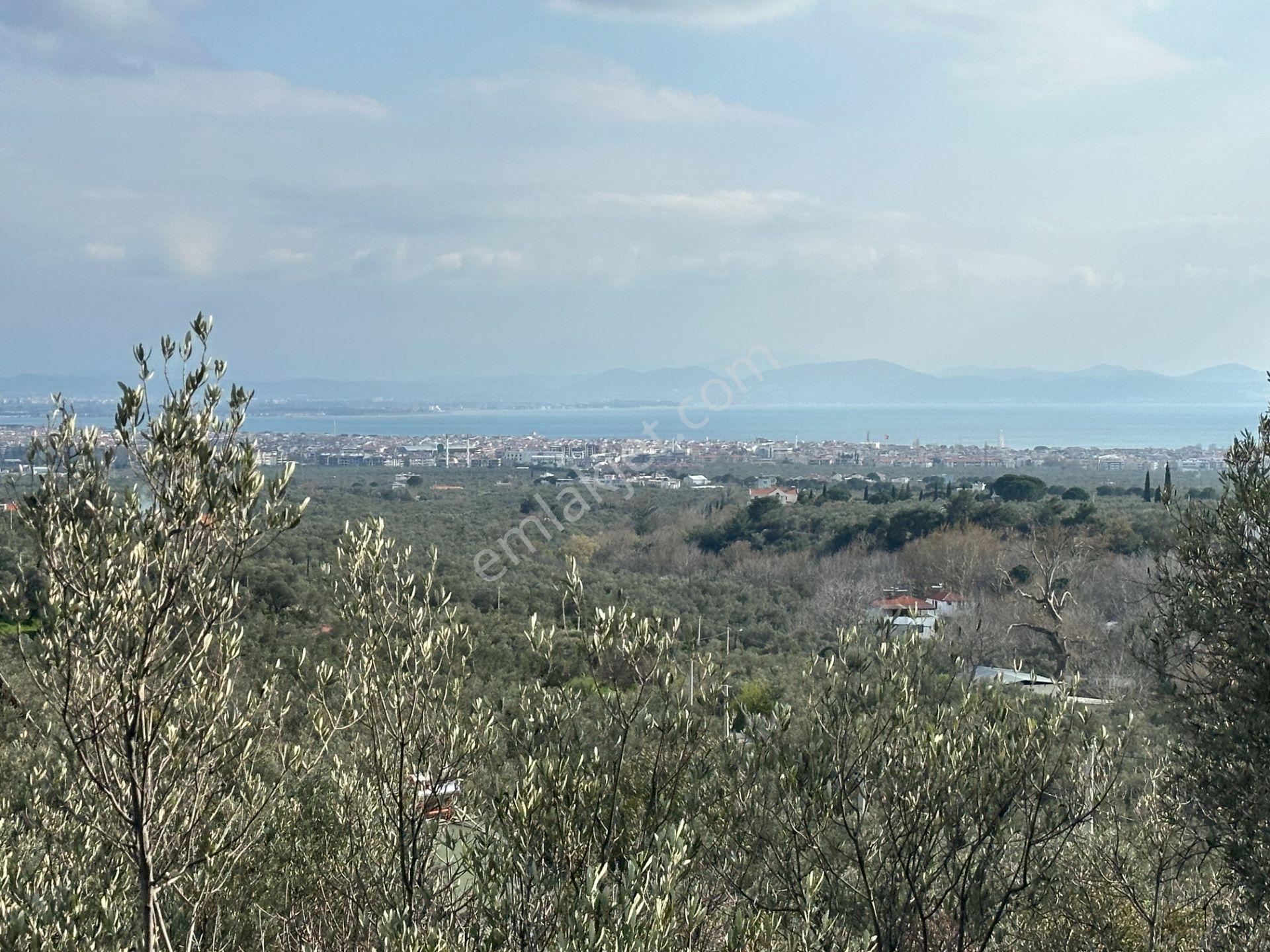 ▀mera Emlaktan Kızılkeçeli Köyü Müstakil 21.000m2 Zeytinlik - Görsel 8
