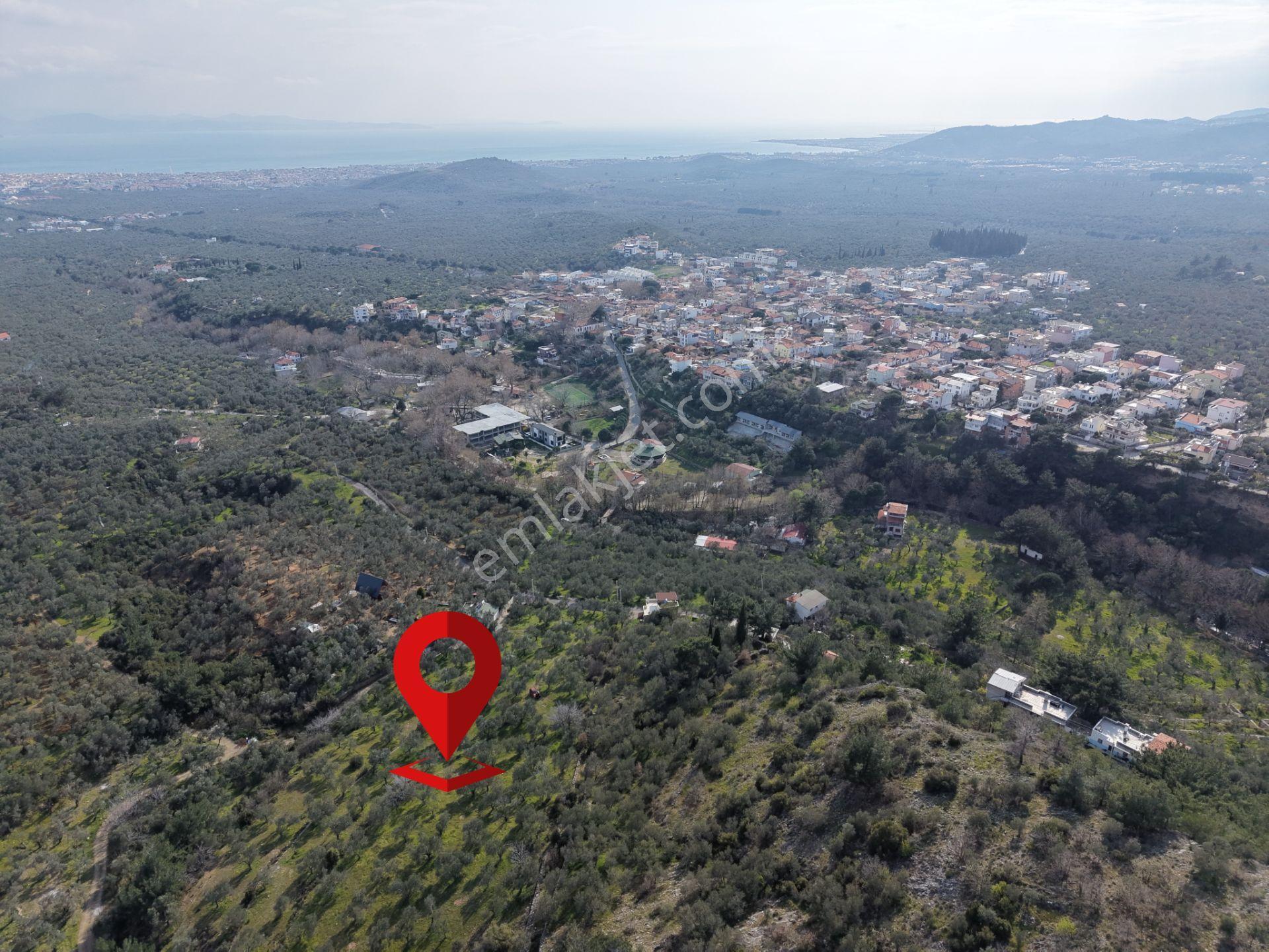 ▀mera Emlaktan Kızılkeçeli Köyü Müstakil 21.000m2 Zeytinlik