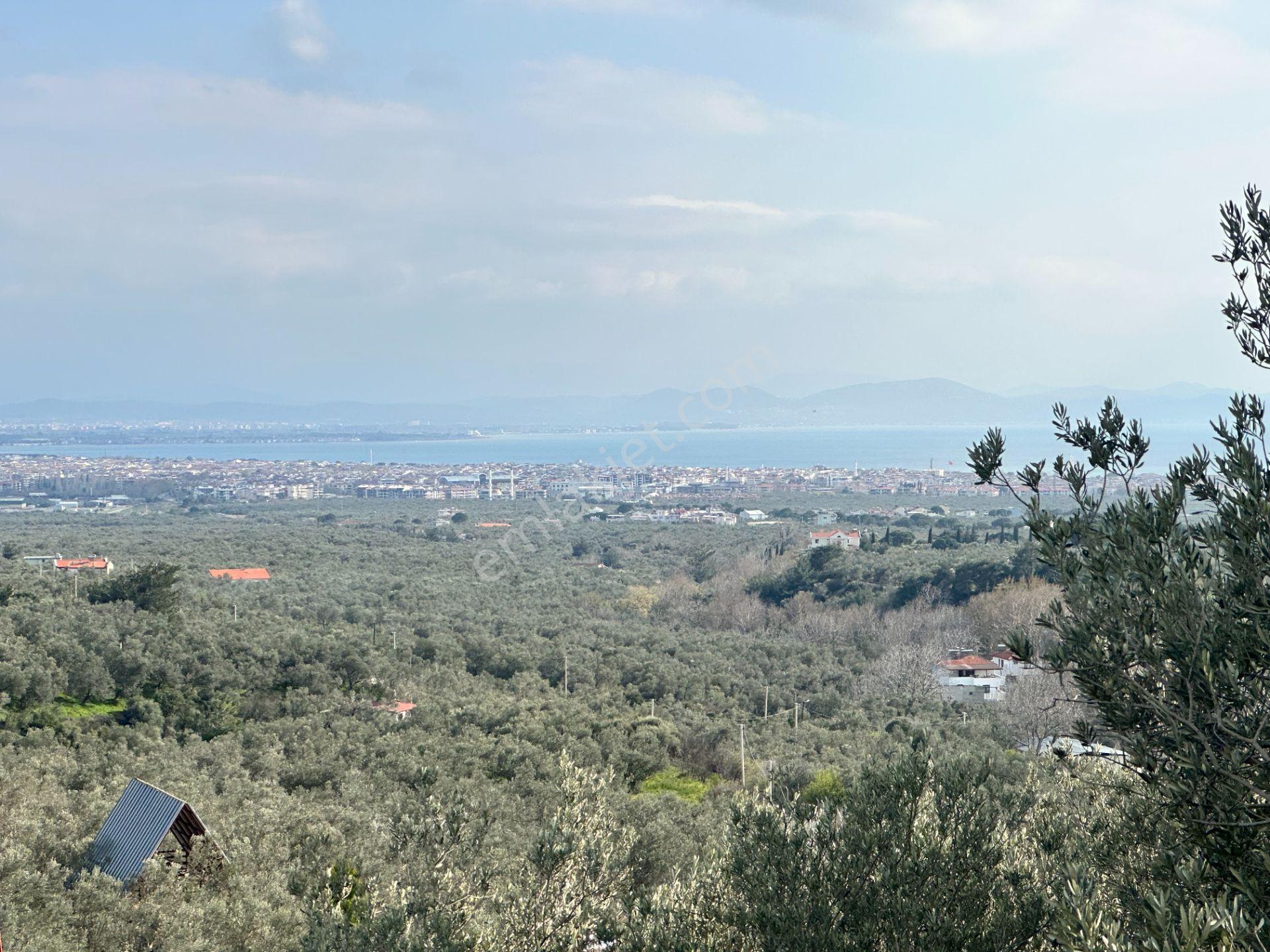 ▀mera Emlaktan Kızılkeçeli Köyü Müstakil 21.000m2 Zeytinlik - Görsel 26