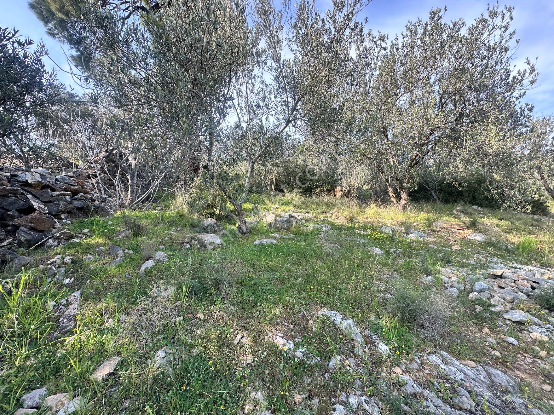 ▀mera Emlaktan Kızılkeçeli Köyü Müstakil 21.000m2 Zeytinlik - Görsel 17