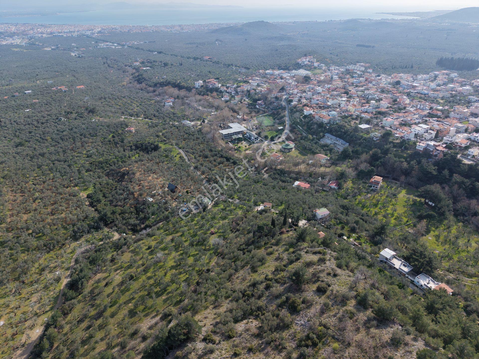 ▀mera Emlaktan Kızılkeçeli Köyü Müstakil 21.000m2 Zeytinlik - Görsel 32