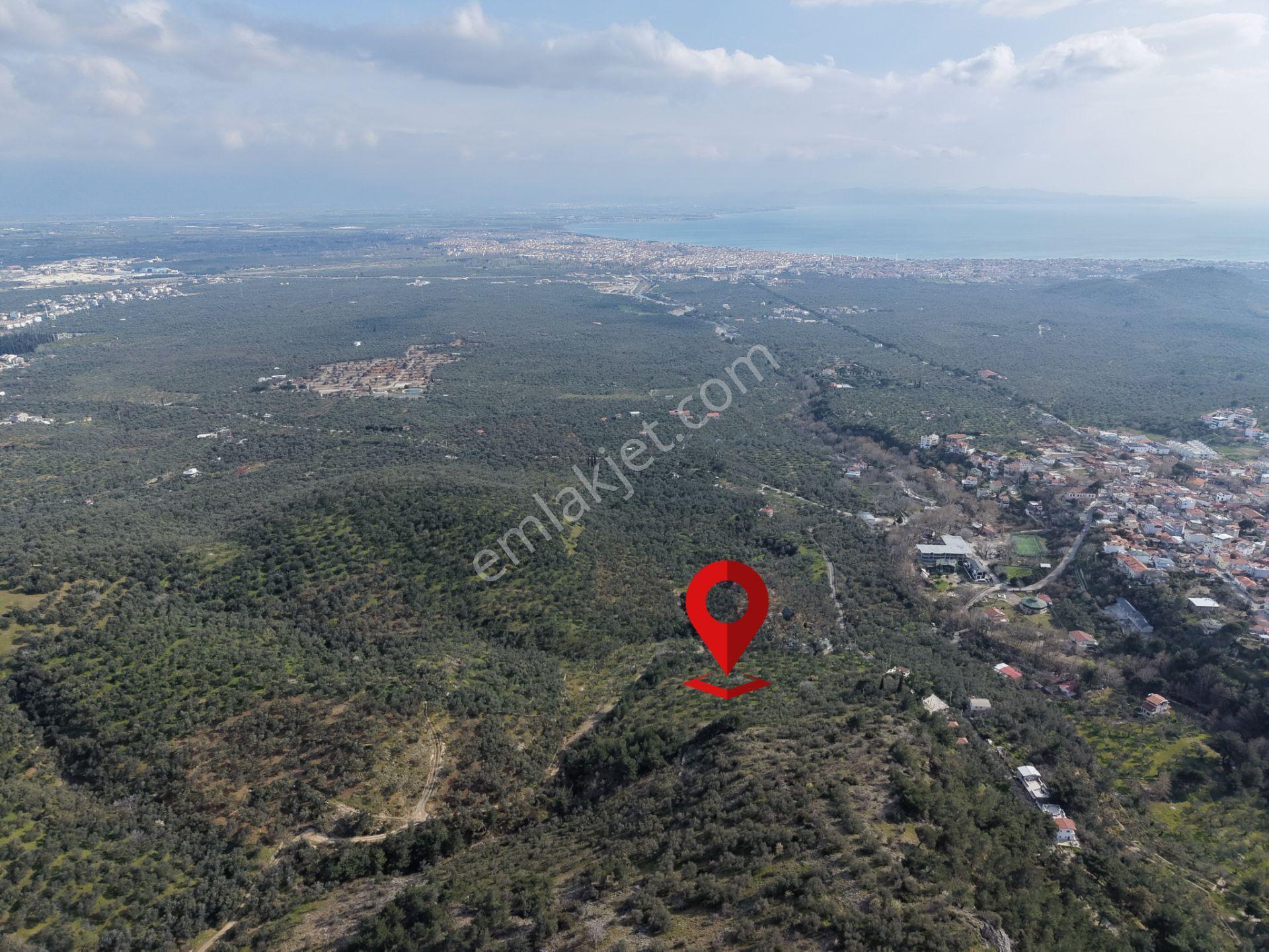 ▀mera Emlaktan Kızılkeçeli Köyü Müstakil 21.000m2 Zeytinlik - Görsel 9
