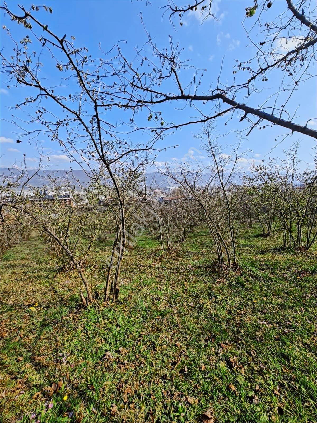 Ruşen Aydın Gyd'dan Kaynaşlı Çele / Karaçalı'da Satılık Arazi - Görsel 26