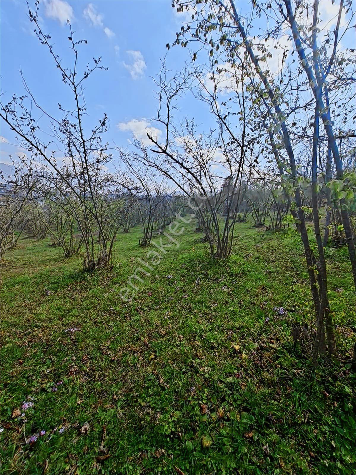 Ruşen Aydın Gyd'dan Kaynaşlı Çele / Karaçalı'da Satılık Arazi - Görsel 18