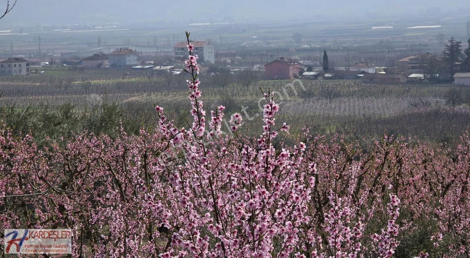 Sakarya Pamukova Oruçlu Mah.muazzam Manzaralı Şeftali Bahçesi - Görsel 21