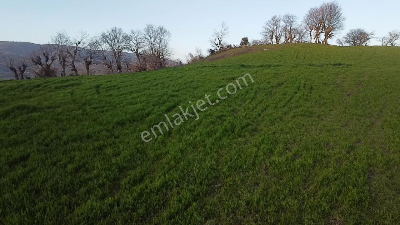 Doğanın Kalbinde 7800 M² Köy İçi Arsa Huzurlu Ve Yatırımlık! - Görsel 6