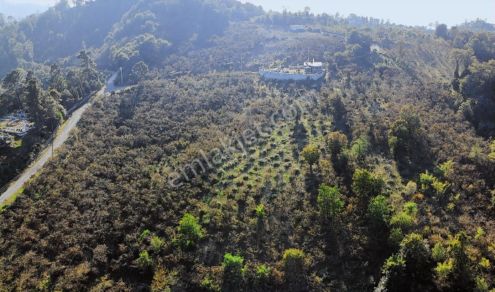 Yason Yarımadasında Deniz-doğa Manzaralı 1957 M2.satılık Arsa. - Görsel 2