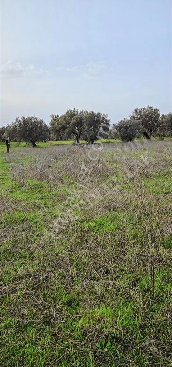 Osb Yanı Yatırımlık Zeytinli Tarla - Görsel 2