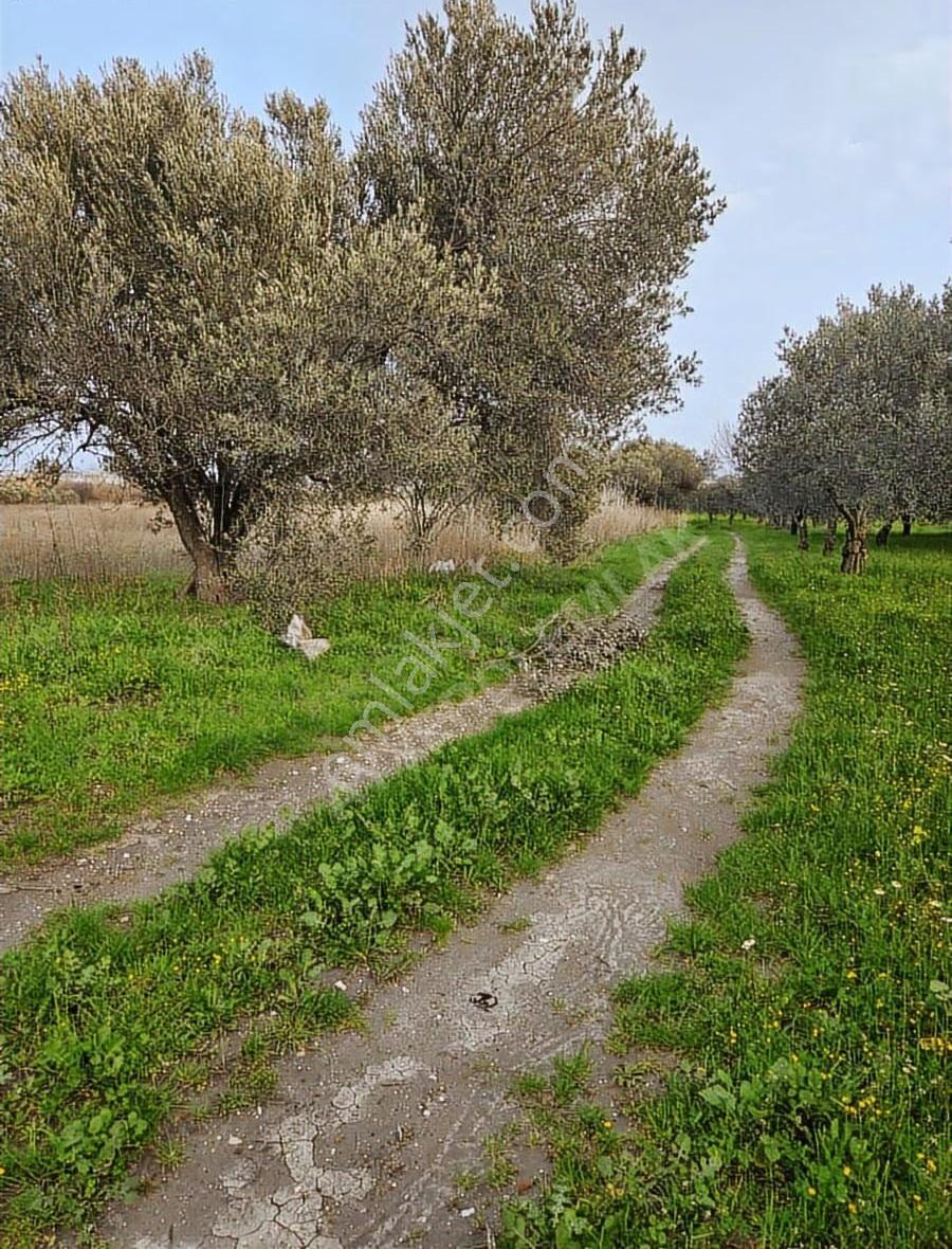 Osb Yanı Yatırımlık Zeytinli Tarla - Görsel 4