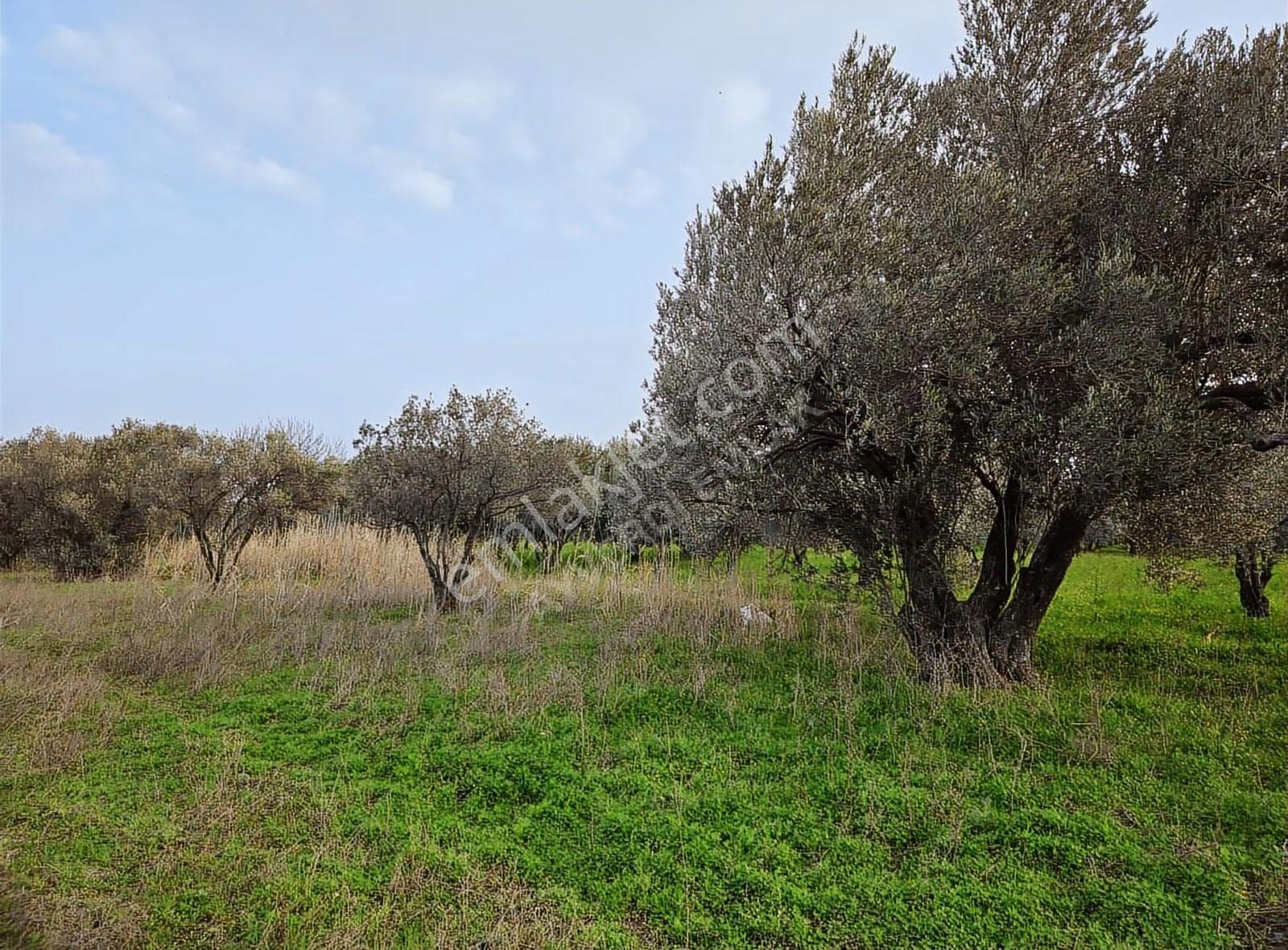 Osb Yanı Yatırımlık Zeytinli Tarla - Görsel 13