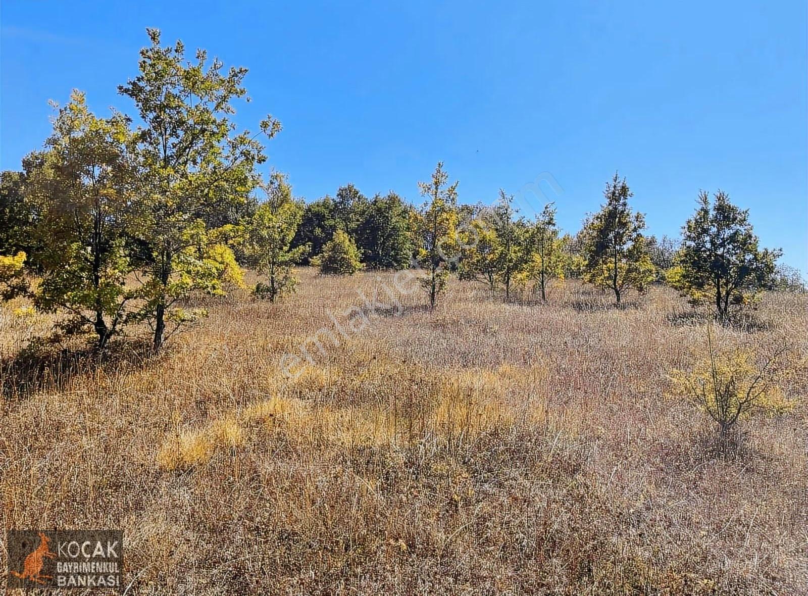Sarıağıl Mahallesinde Etrafı Erik Bahçesi 7321 M2 Satılık Tarla - Görsel 18