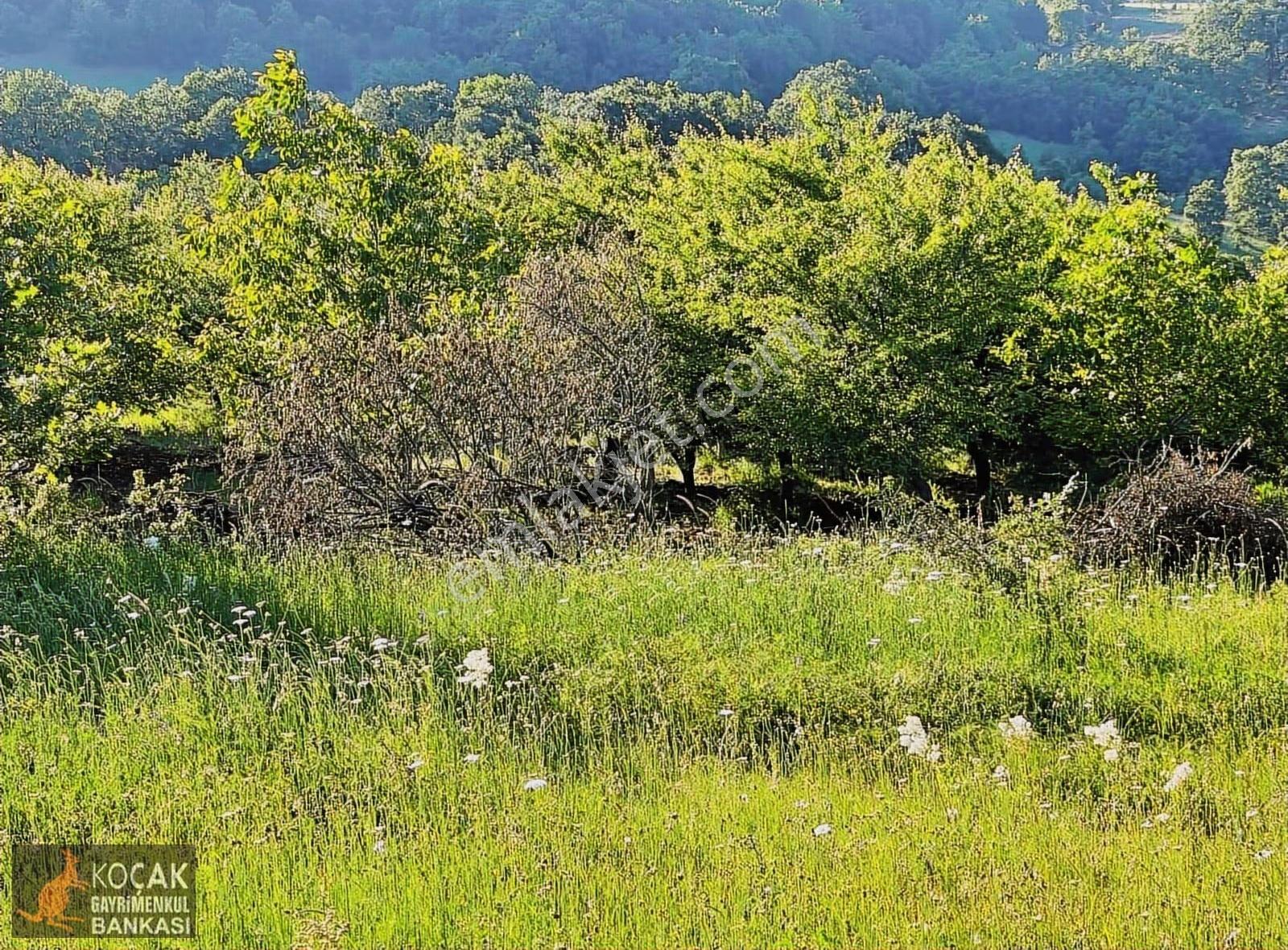 Sarıağıl Mahallesinde Etrafı Erik Bahçesi 7321 M2 Satılık Tarla - Görsel 31