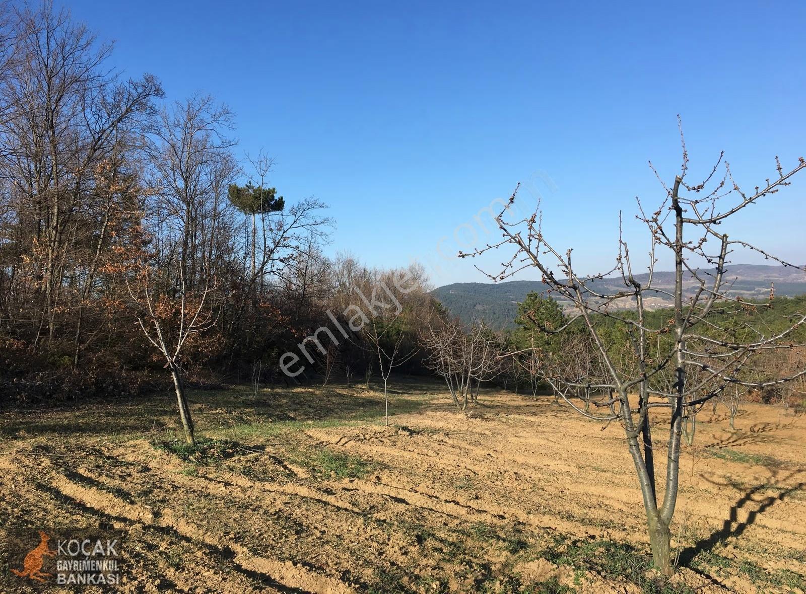 Gölpazarı Alıç Köyünde 4880 M2 Köye Yakın Satılık Bahçe - Görsel 33