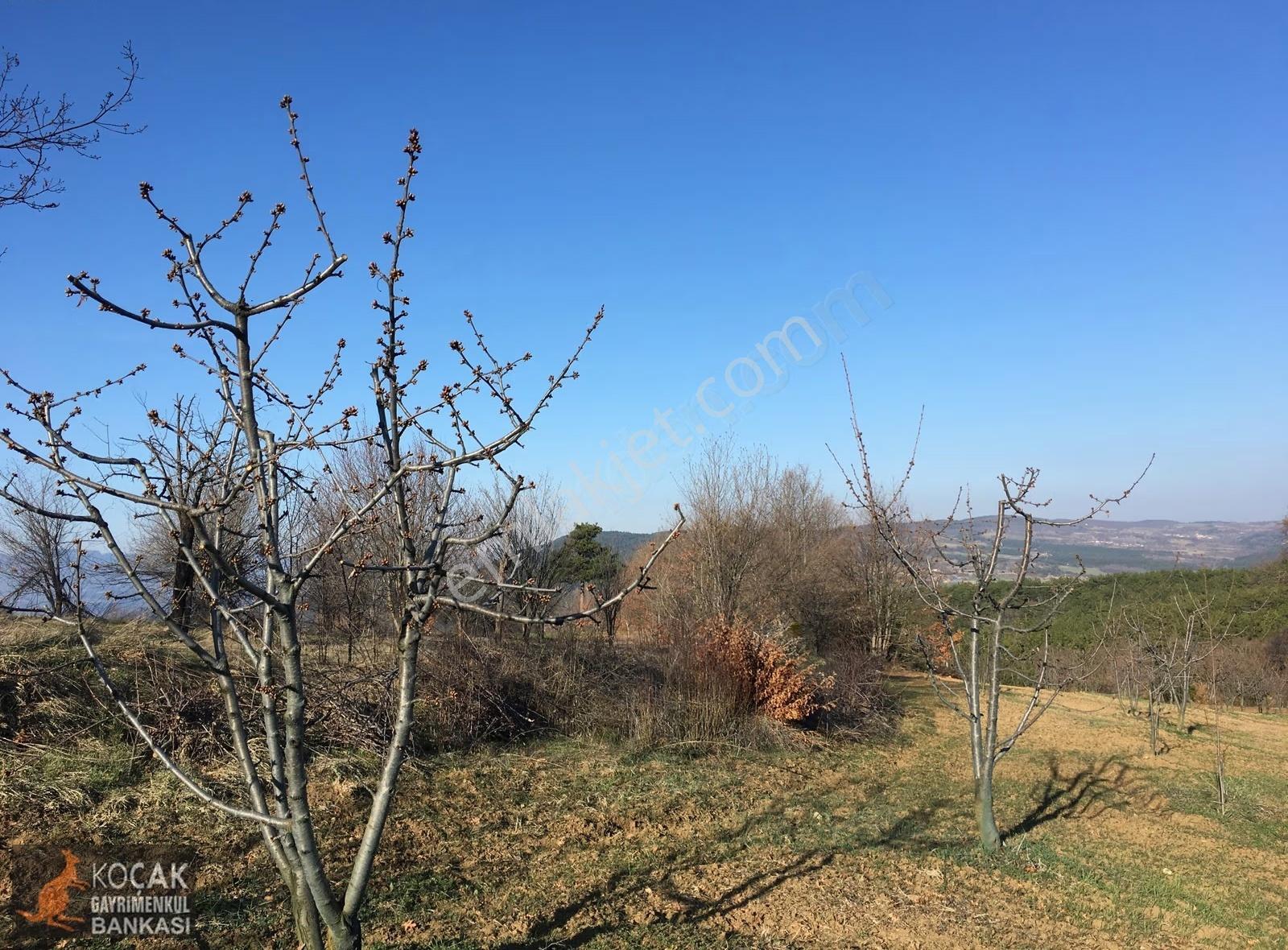 Gölpazarı Alıç Köyünde 4880 M2 Köye Yakın Satılık Bahçe - Görsel 30