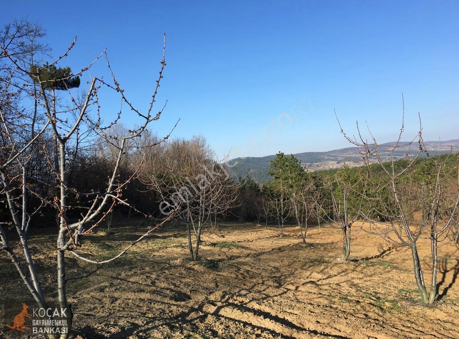Gölpazarı Alıç Köyünde 4880 M2 Köye Yakın Satılık Bahçe - Görsel 22