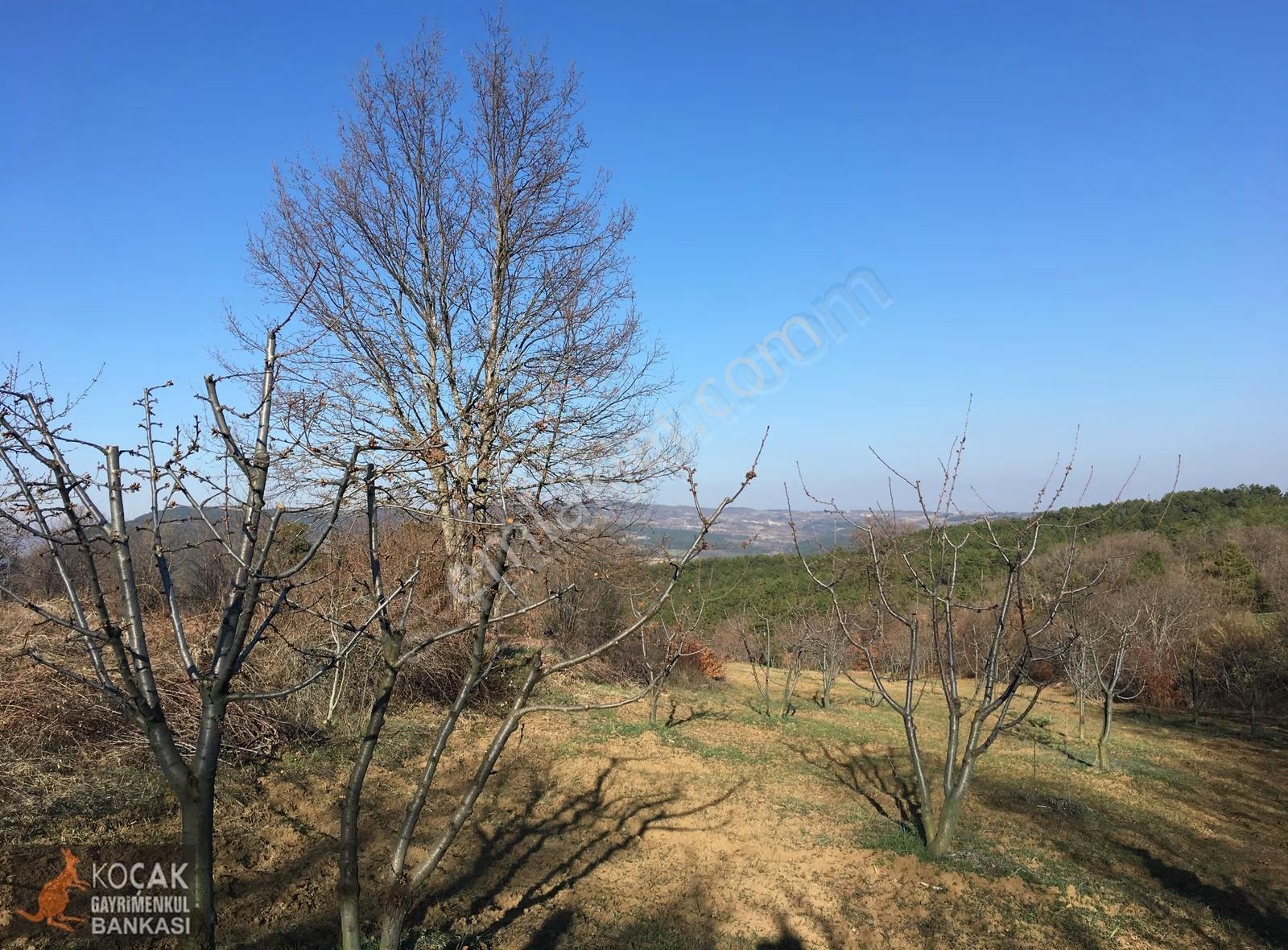 Gölpazarı Alıç Köyünde 4880 M2 Köye Yakın Satılık Bahçe - Görsel 26