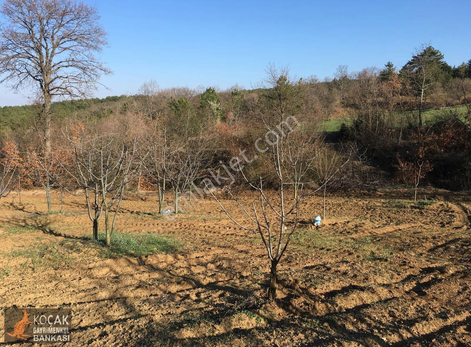 Gölpazarı Alıç Köyünde 4880 M2 Köye Yakın Satılık Bahçe - Görsel 11