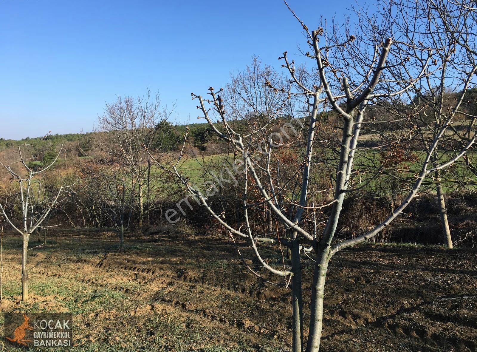 Gölpazarı Alıç Köyünde 4880 M2 Köye Yakın Satılık Bahçe - Görsel 29