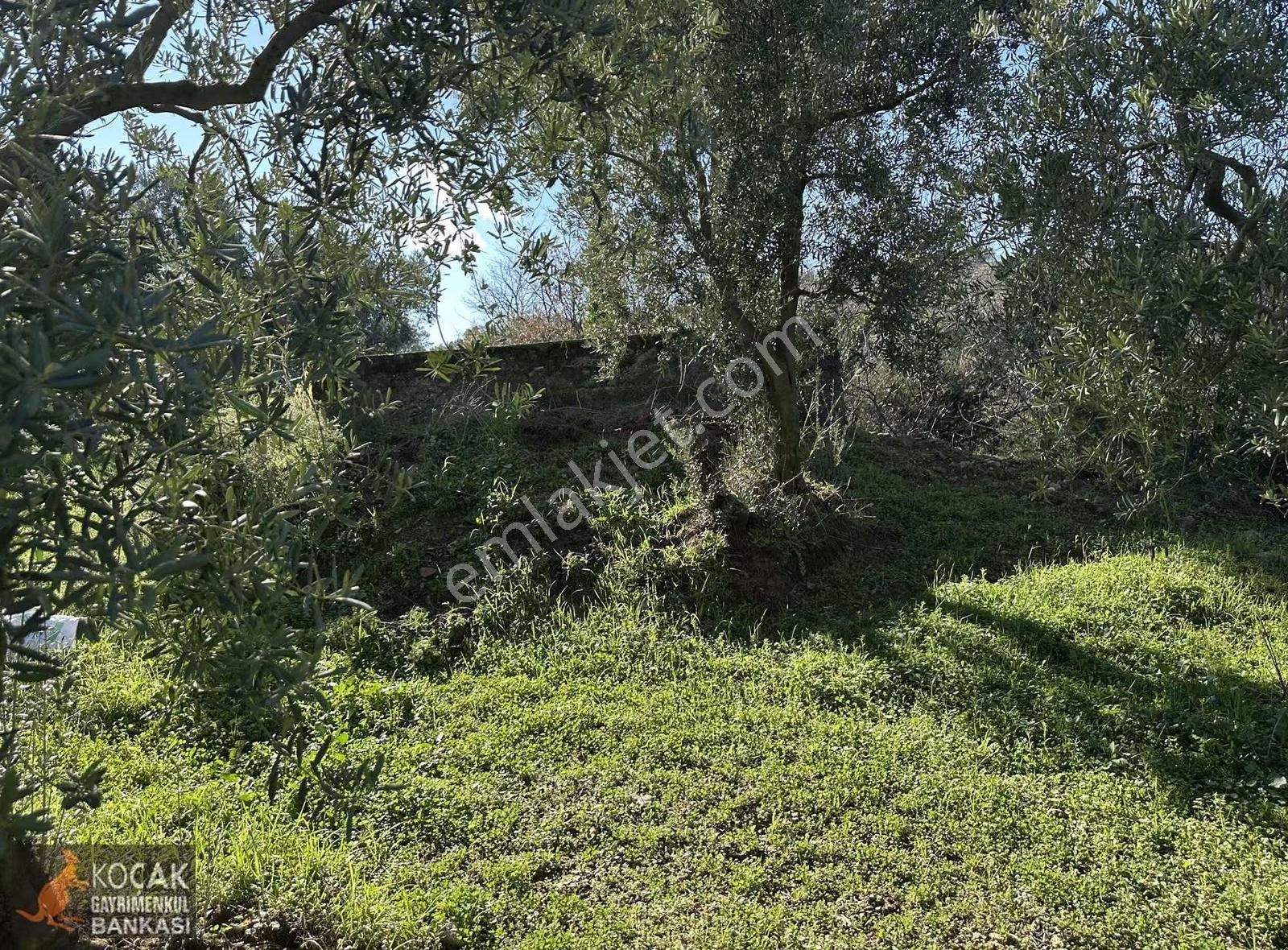 İznik Aydınlar Köyünde Tamamı Göl Manzaralı 650m2 Zeytin Bahçesi - Görsel 22