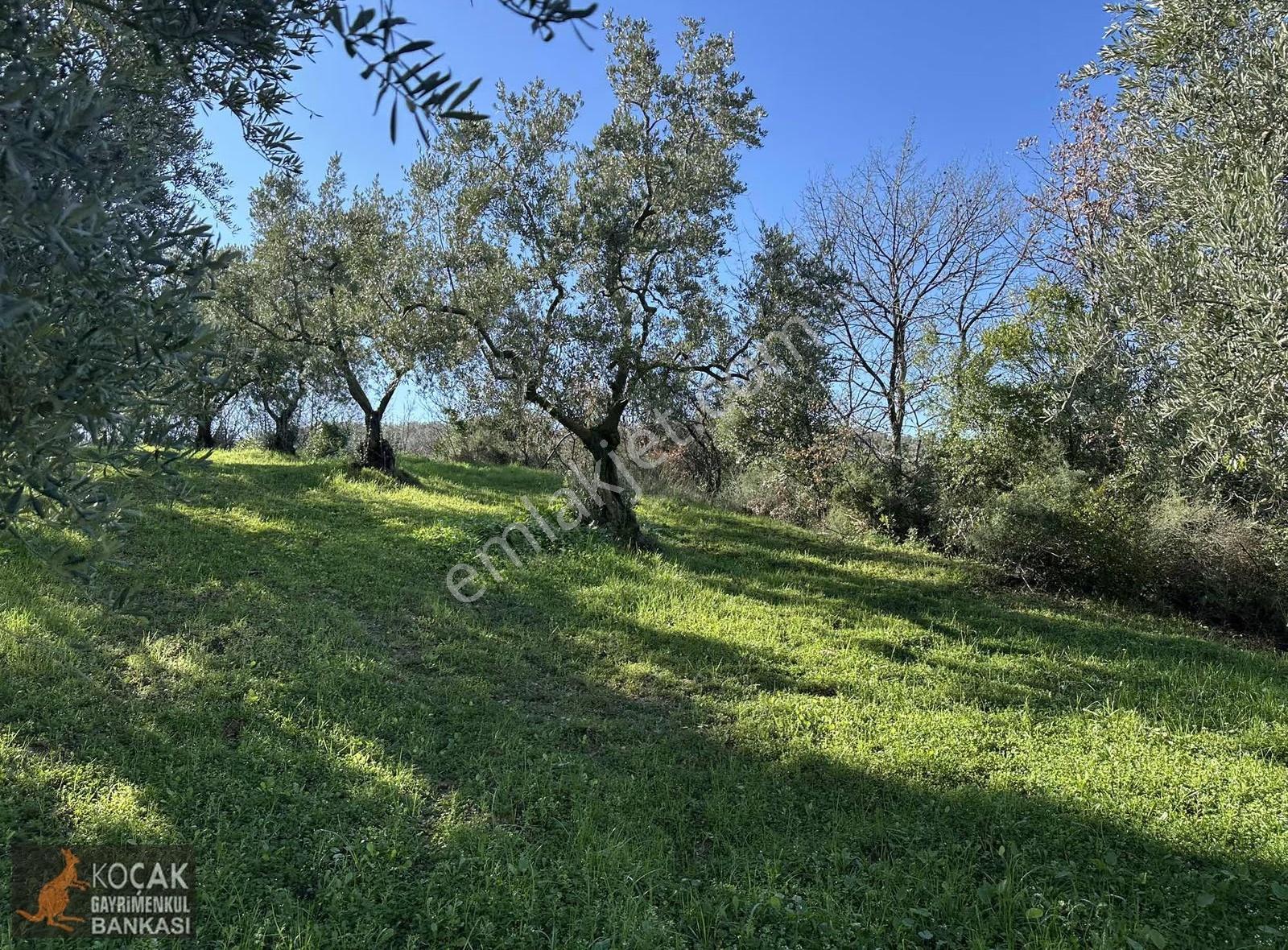İznik Aydınlar Köyünde Tamamı Göl Manzaralı 650m2 Zeytin Bahçesi - Görsel 16