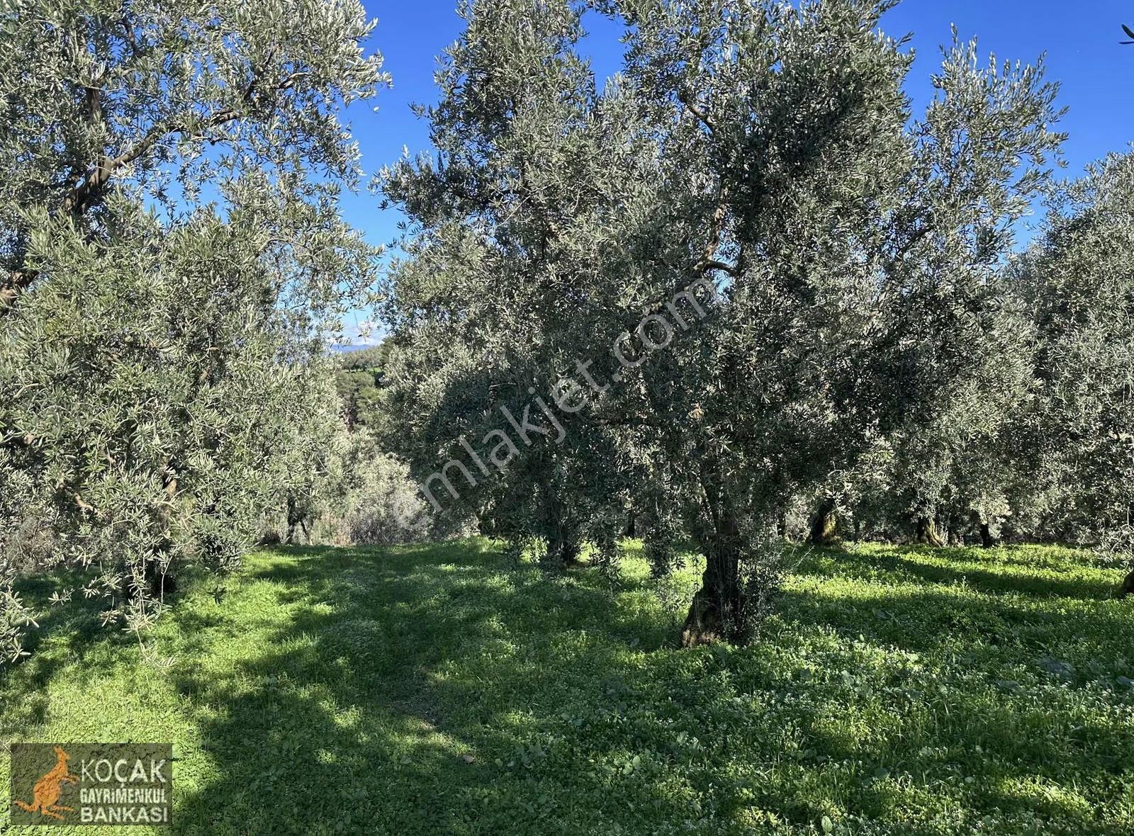 İznik Aydınlar Köyünde Tamamı Göl Manzaralı 650m2 Zeytin Bahçesi - Görsel 23