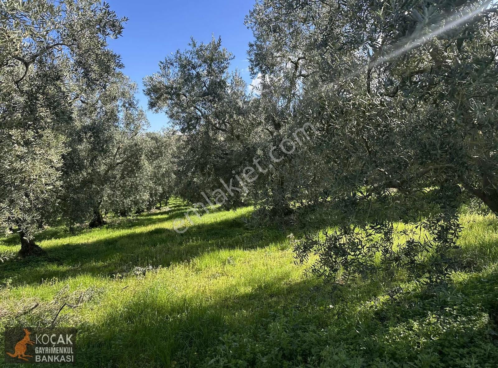 İznik Aydınlar Köyünde Tamamı Göl Manzaralı 650m2 Zeytin Bahçesi - Görsel 25