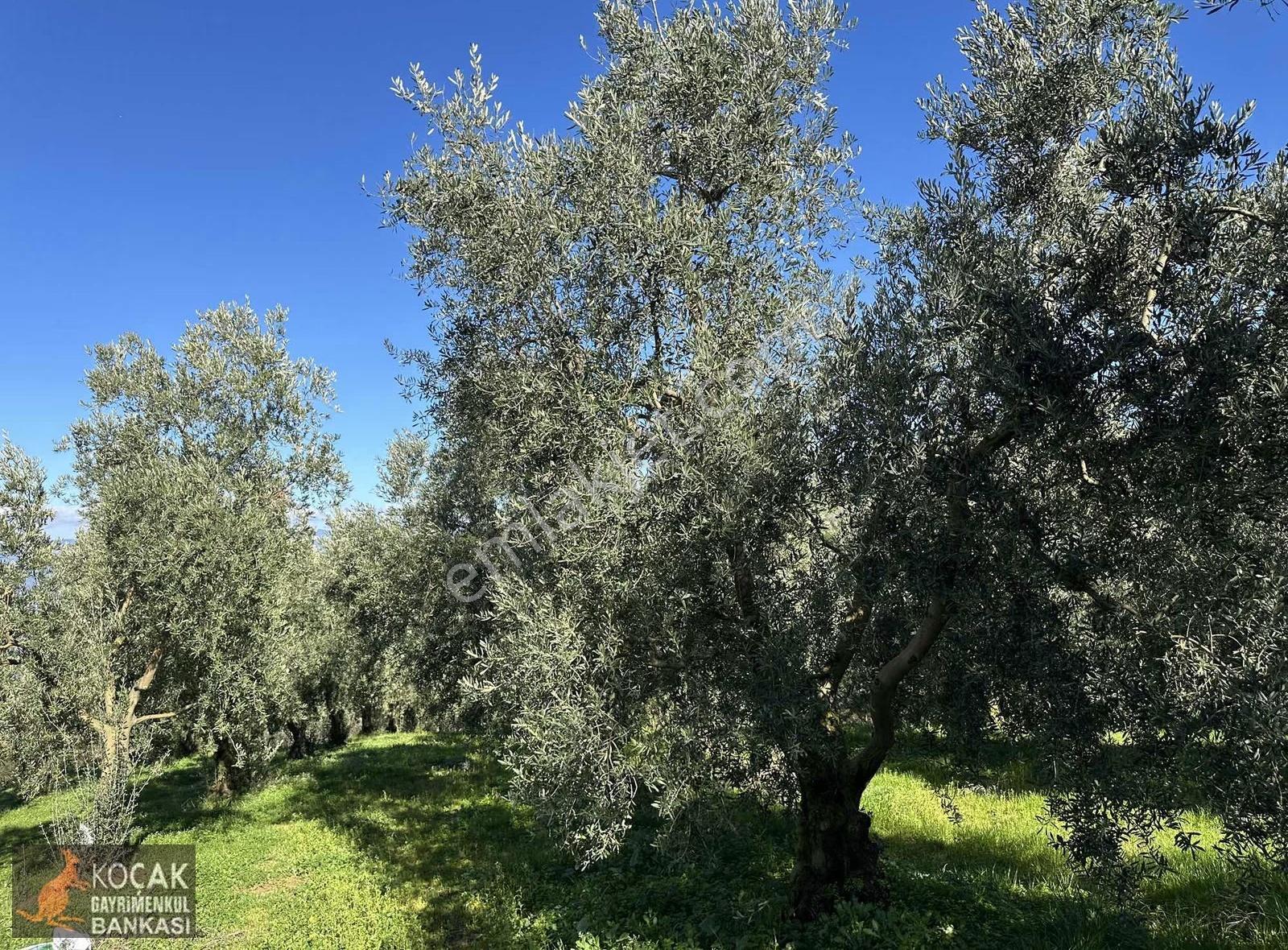 İznik Aydınlar Köyünde Tamamı Göl Manzaralı 650m2 Zeytin Bahçesi - Görsel 30
