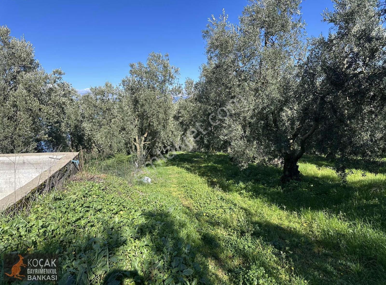 İznik Aydınlar Köyünde Tamamı Göl Manzaralı 650m2 Zeytin Bahçesi - Görsel 29