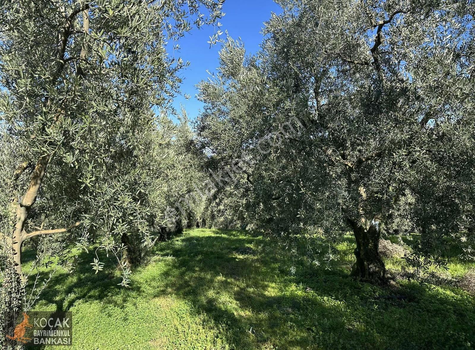 İznik Aydınlar Köyünde Tamamı Göl Manzaralı 650m2 Zeytin Bahçesi - Görsel 28